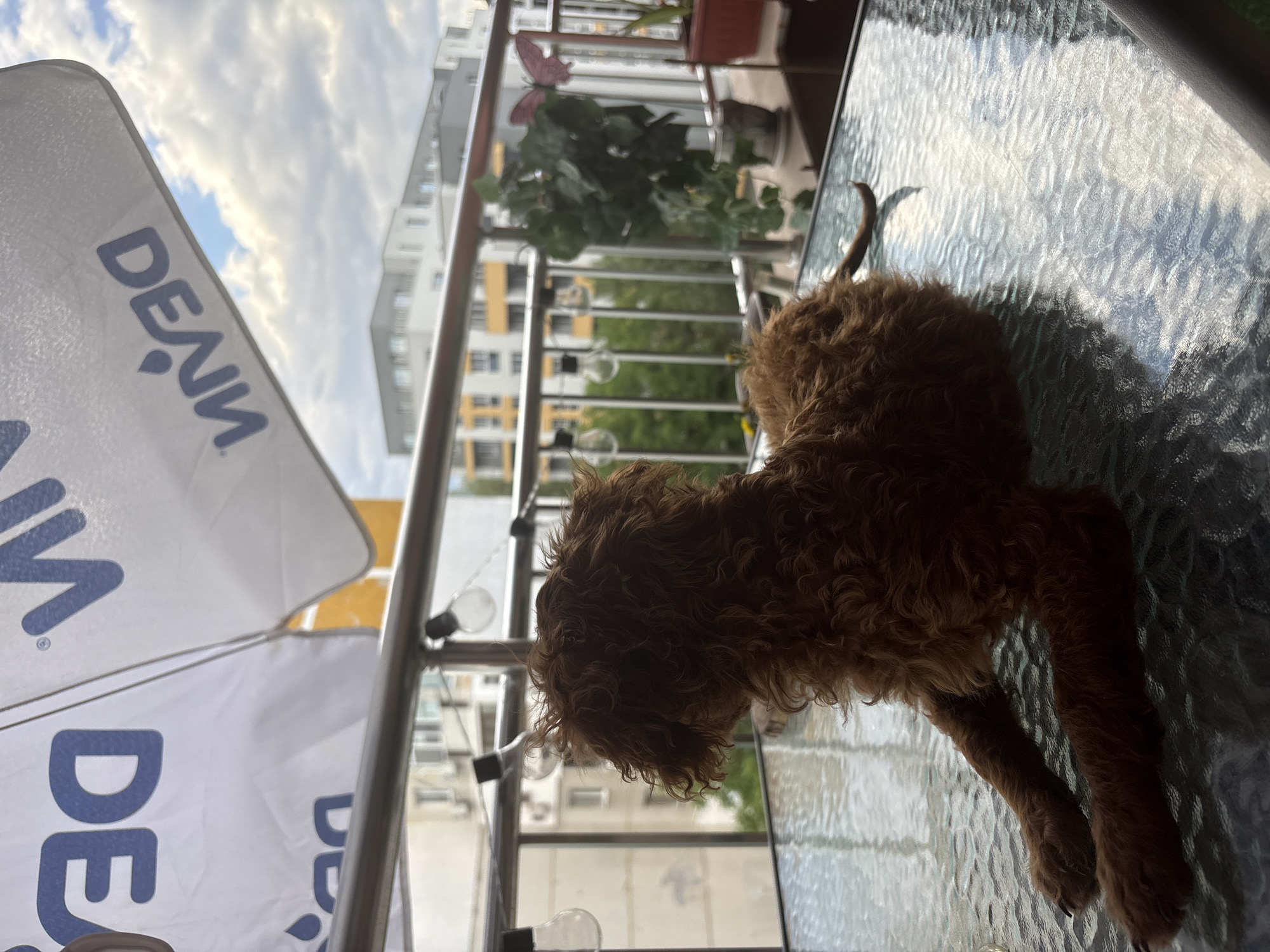 A reddish-brown, curly-haired dog rests on a textured glass table on a balcony. The table reflects the sky and buildings. Behind the dog and table is a metal balcony railing with string lights attached. Buildings are visible in the background, with one primarily white building and another with yellow accents. Plants sit in pots on the balcony. Part of a white umbrella with the word "DENN" printed in blue is visible to the left. Based on the architecture, city landscape and umbrella brand, the image was likely taken in Plovdiv, Bulgaria.