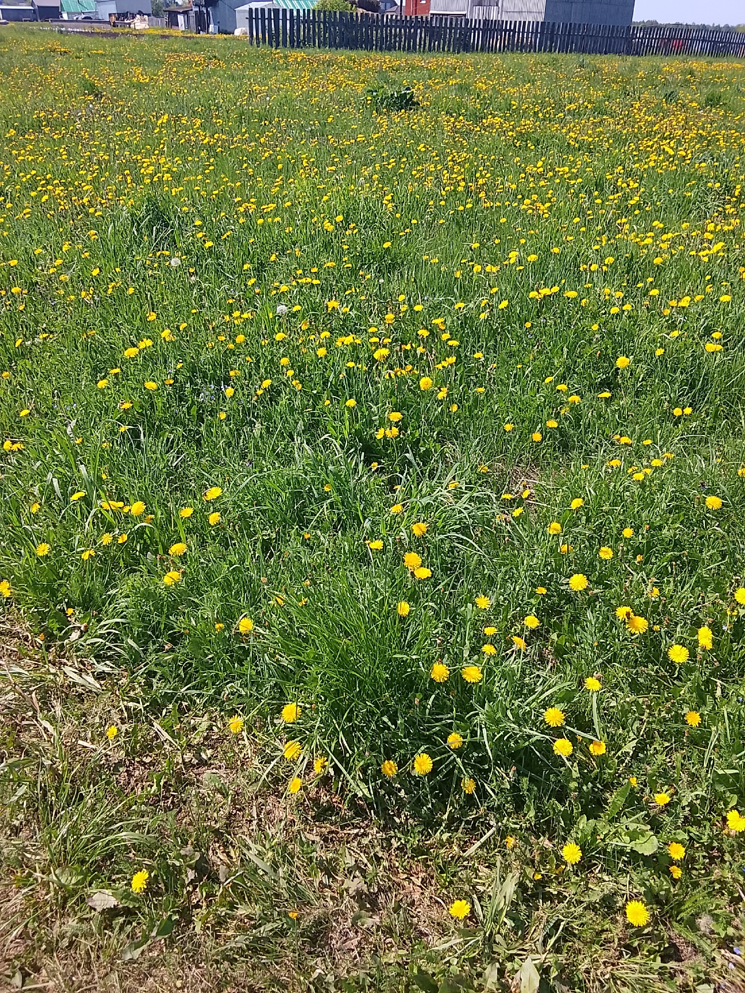 The image shows a field of dandelions in Кипчак, Russia. The field is predominantly green with numerous yellow dandelion flowers scattered throughout. In the background, there is a fence and some buildings. The day appears sunny.