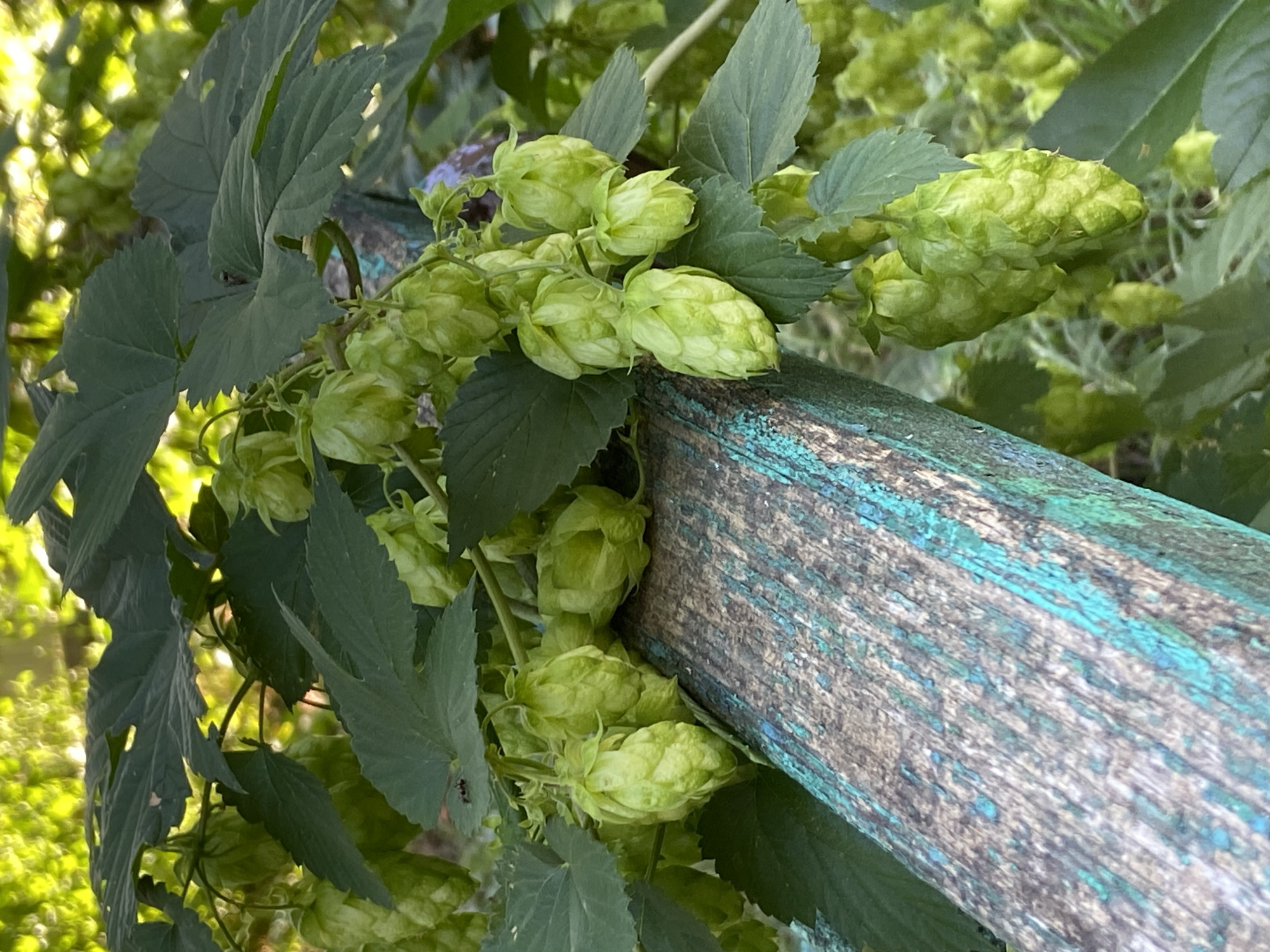 An outdoor, close-up shot captures a cluster of green hop cones hanging from a plant, partially obscuring a weathered wooden beam with streaks of blue paint. The background consists of blurred green foliage illuminated by sunlight, suggesting a garden or natural setting in Uman, Ukraine. No people are present in the frame, and no specific actions are depicted.