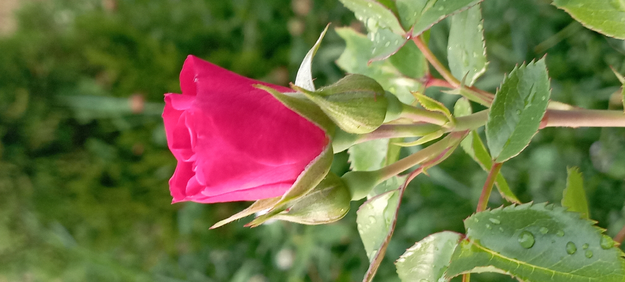 A close-up shot captures a vibrant pink rosebud in full bloom, set against a soft, green, out-of-focus background. The rose, a rich fuchsia hue, is the central subject, its petals tightly furled, suggesting it is just beginning to open. Two smaller green rosebuds flank the main bloom, one on either side, adding to the composition's sense of anticipation. Delicate water droplets dot the petals and the surrounding green leaves, indicating recent rain or dew. The leaves are a deep green, with serrated edges, and are attached to a thin, reddish stem. The environment appears to be a garden or natural setting with blurred foliage in the background. The scene is static, with no human presence or activity. The image was captured in the city of Radisne, Ukraine.