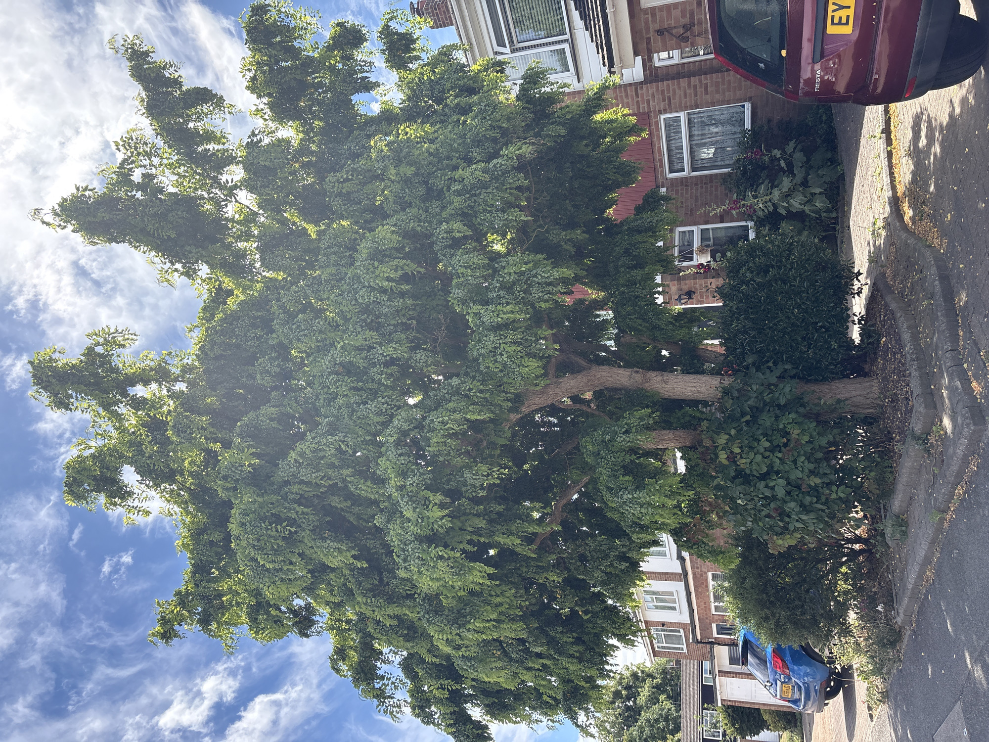 A large, mature tree with dense green foliage dominates the center of the image, casting shadows on the pavement and a residential building behind it. The tree's branches spread widely, reaching towards a blue sky with wispy white clouds. To the left of the tree, a blue hatchback car is parked on a paved driveway. To the right of the tree, a red hatchback car is parked partially visible. The residential building is made of brick with white-framed windows and a dark tiled roof. Several hollyhock plants with tall stalks and pink flowers are growing in front of the building, near the base of the tree. The scene appears to be a suburban street on a sunny day.