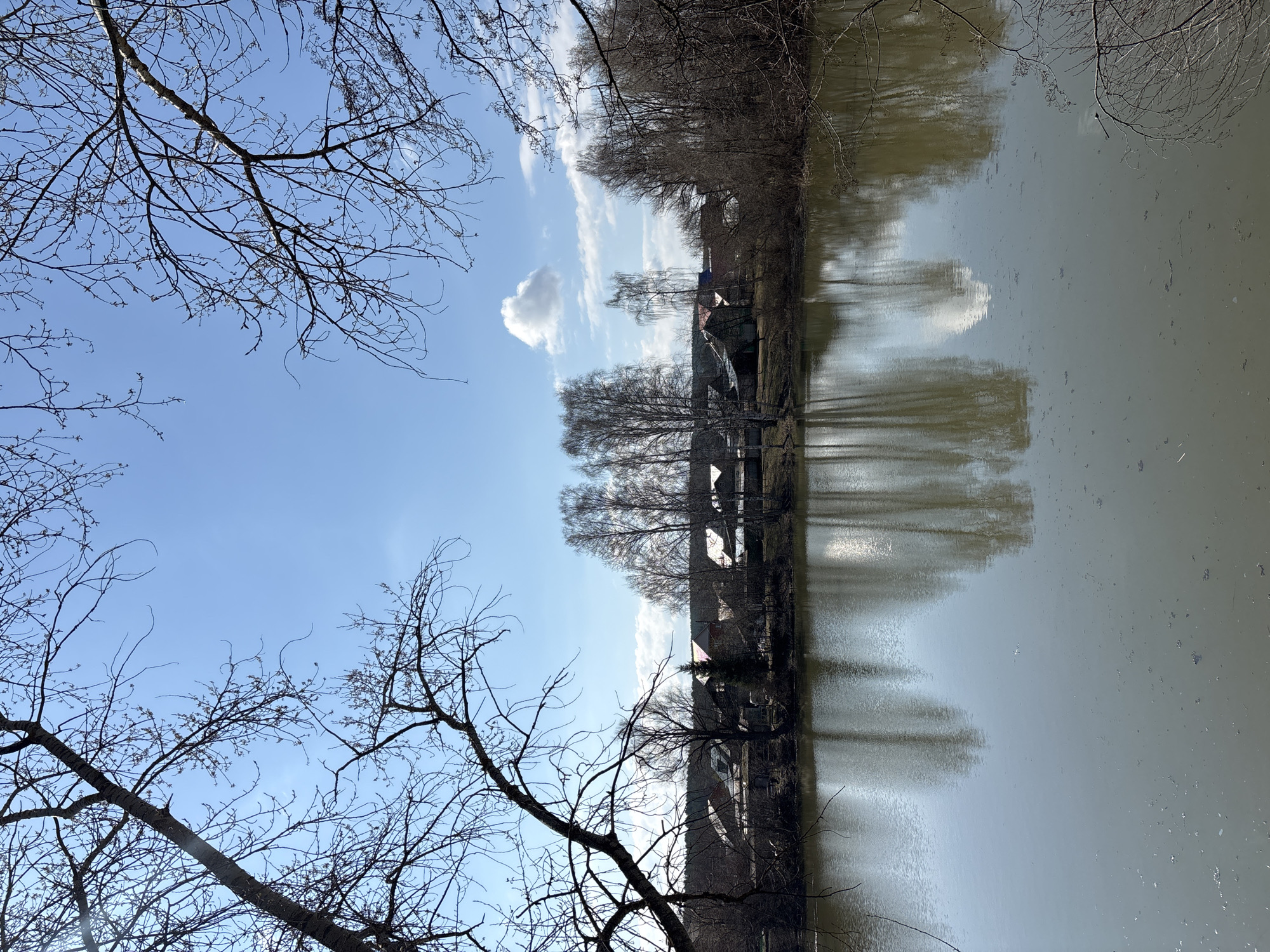 A serene landscape photograph, taken with the camera oriented vertically but depicting a horizontal view, showcases a wide body of water reflecting the sky and a distant bank.
In the upper portion of the correctly oriented scene is a bright, clear blue sky dotted with scattered white clouds, some appearing as wispy streaks and others as soft, puffy formations. Below the sky, across the mid-ground, lies a distant bank densely lined with numerous bare deciduous trees, indicating late winter or early spring, as small buds are visible on some branches. Nestled amongst these trees are several houses, identifiable by their distinct roofs, which appear to be red or dark, and one house features a lighter-colored facade.
The lower half of the image is dominated by a calm body of water, likely a river or large lake. Its still surface acts as a mirror, perfectly reflecting the blue sky, the white clouds, and the elongated, dark silhouettes of the bare trees from the distant bank. The water itself appears to have a greenish-brown hue, and some minor debris is visible floating on its surface, particularly towards the right.
In the immediate foreground, bare branches of a nearby tree frame the upper left and lower left corners of the shot, adding depth to the composition. The lighting suggests it is daytime, with good visibility and clear weather. There is no visible activity taking place, depicting a tranquil natural scene. No text is visible within the image. This scene is located in Chaikovsky, Russia.
