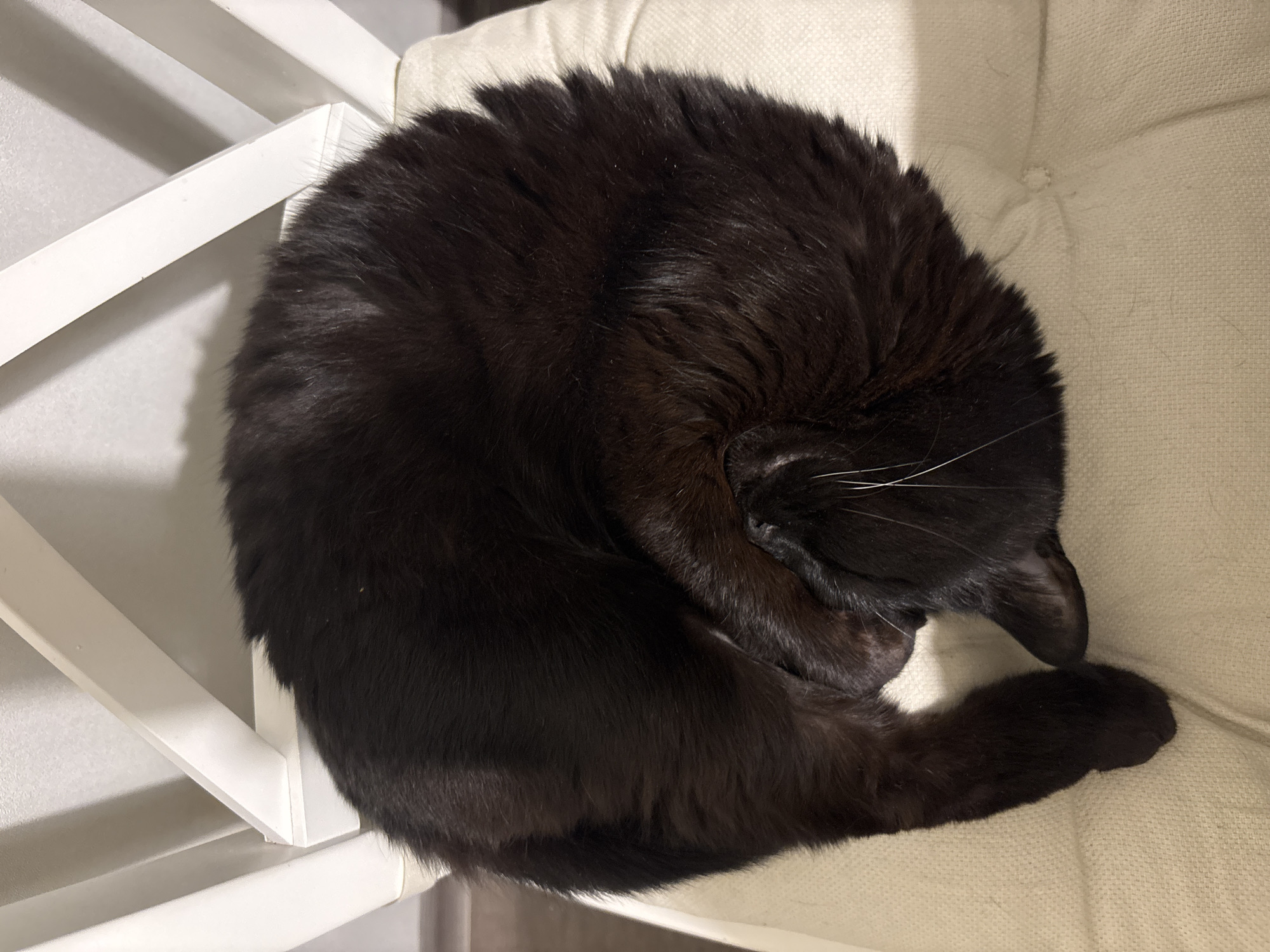 A black domestic cat is observed curled tightly into a compact sleeping posture on a light beige upholstered cushion. The cat's head is tucked beneath its body, obscuring its facial features, though multiple prominent white vibrissae extend from its muzzle area. Its fur is dense and uniformly black. The cushion exhibits a textured fabric surface with a slight depression from the cat's weight and a faint button-tuft indentation visible toward the right. Partially visible behind and beneath the cat is a white chair frame, composed of angular wooden supports. The background consists of a plain light-colored wall. This indoor scene is situated in the city of Chaikovsky, Russia.