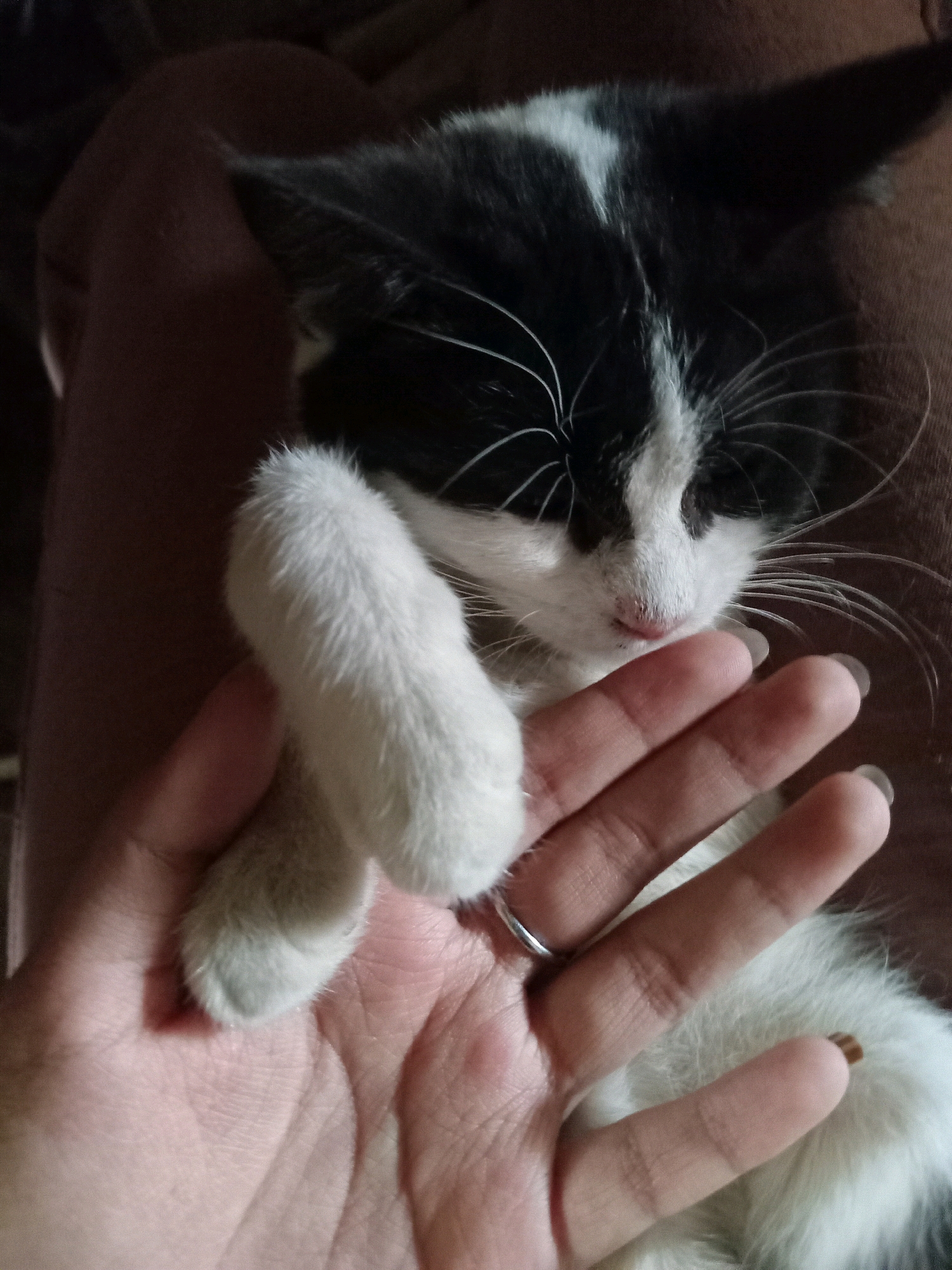 In Claket, Indonesia, a black and white kitten is sleeping on a person's lap. The kitten's head is resting on the person's hand, and one of its paws is extended over the person's fingers. The kitten's eyes are closed, and its fur is soft and white. The person's hand is gently holding the kitten, and their fingers are interlaced with the kitten's paw. The background is a blur of brown fabric, possibly a blanket or clothing. The lighting is dim, creating a warm and cozy atmosphere.
