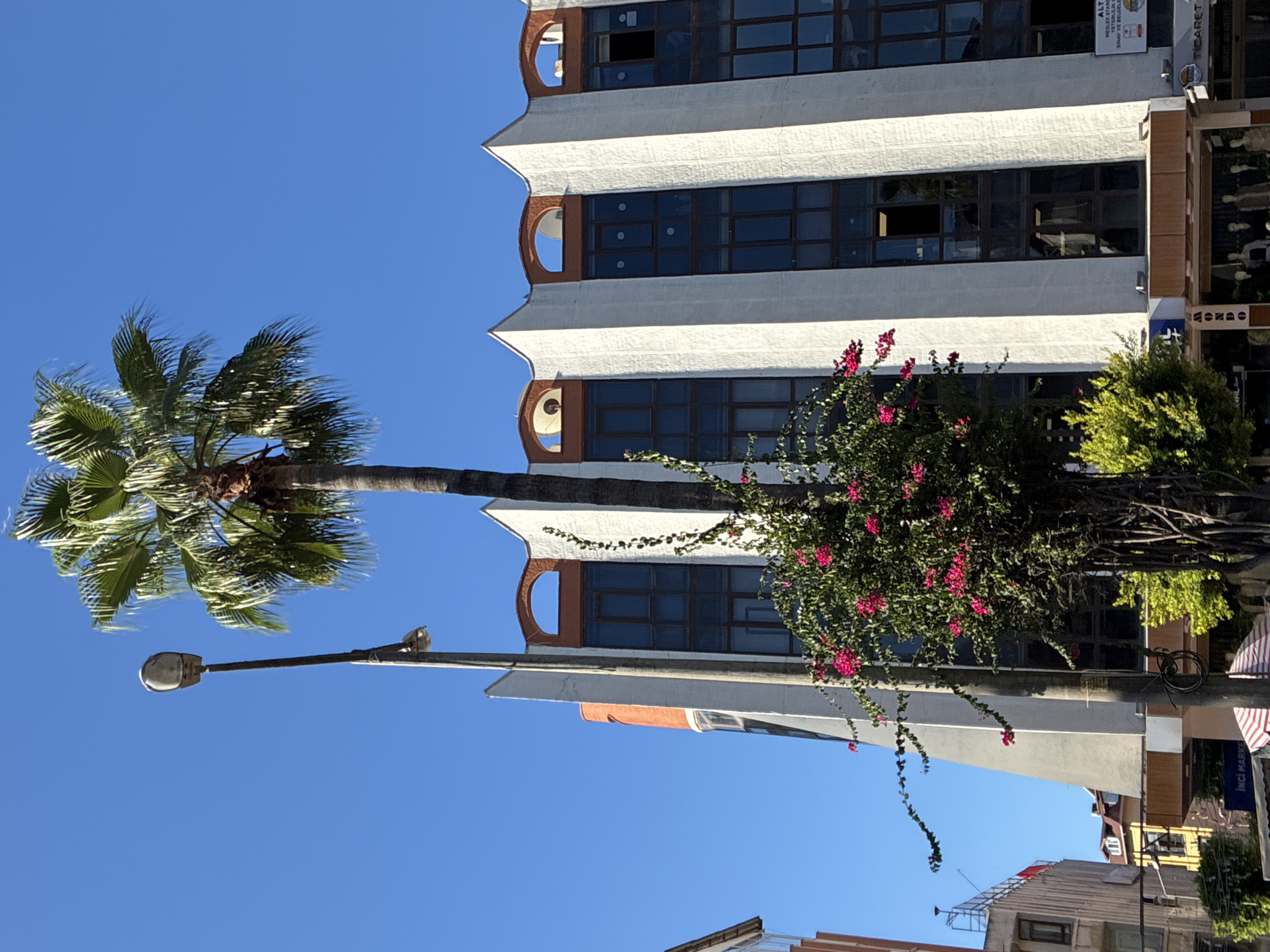 The image shows a street scene in Alanya, Turkey, under a clear blue sky. A tall palm tree dominates the center of the frame, its fronds reaching upwards. In front of the palm tree is a light pole with wires. To the right of the palm tree is a modern building with a white facade, featuring a distinctive jagged roofline and rows of dark windows. Below the building, storefronts are visible, one with a sign that says "TİCARET". To the left of the palm tree, another building with an orange curved section is partially visible, and further to the left, a building with a light brown facade and windows is also present. Pink bougainvillea flowers are blooming on a vine climbing up the light pole and around the base of the palm tree. Some green foliage is also visible at the base of the palm tree. The scene appears to be a commercial area, with the shops suggesting a busy street.