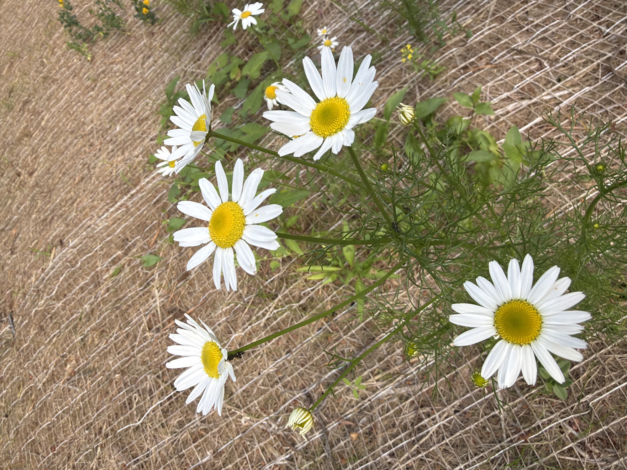 This is a close-up, slightly elevated shot of several white daisies with yellow centers, blooming against a backdrop of dry, light brown ground cover, likely straw or hay, overlaid with a diamond-patterned mesh netting. The daisies are the primary focus, with some in full bloom and one bud. The stems are green and leafy, with delicate feathery leaves on some. The ground cover is textured and shows some variations in color. The scene appears to be outdoors, possibly in a garden or natural area in Ulbroka, Latvia, given the context. There are no people or animals visible. The lighting suggests it is daytime, with a natural light source illuminating the flowers.