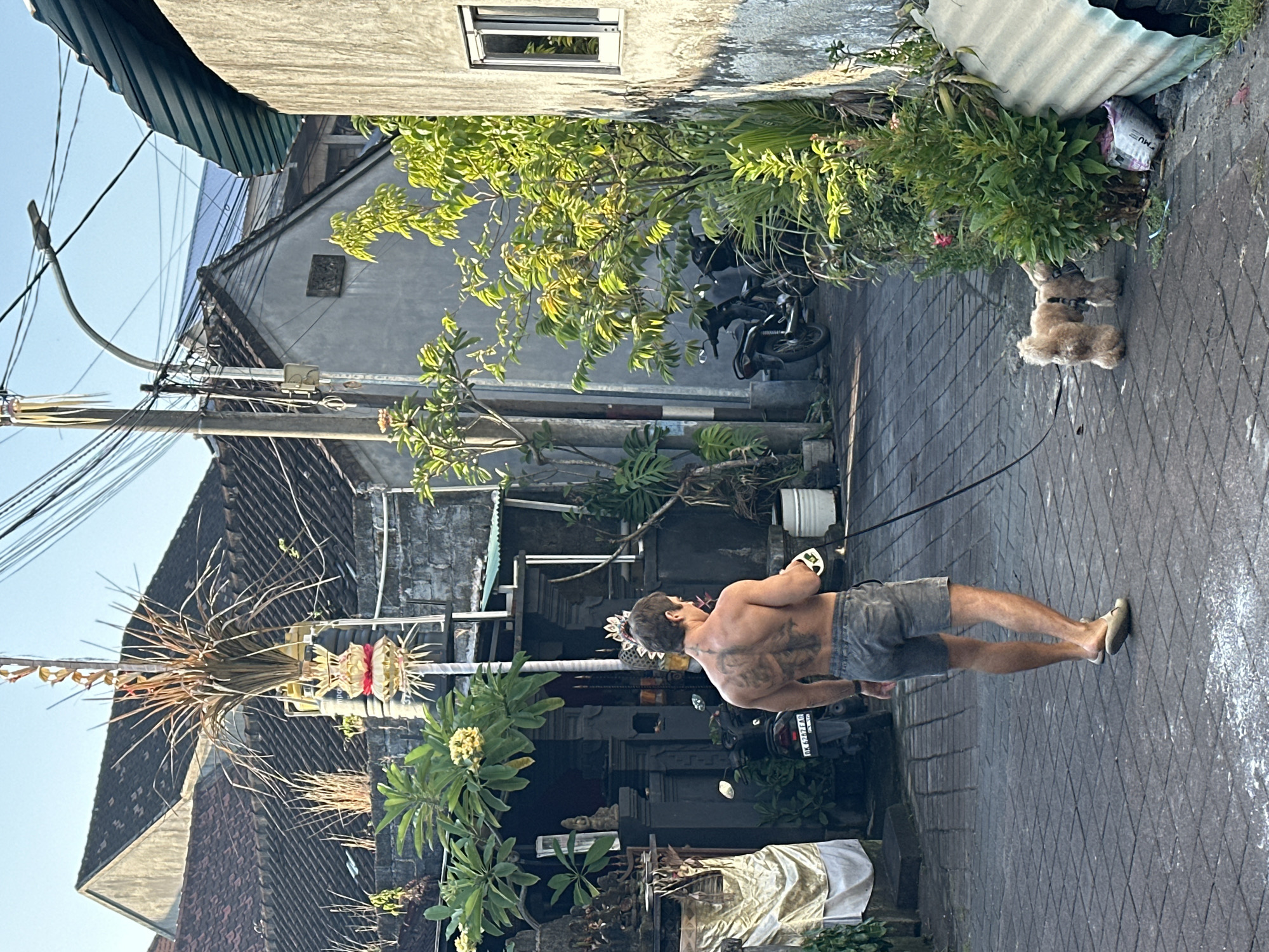 A shirtless man with extensive back tattoos walks a leash attached to two fluffy dogs on a cobblestone alleyway in North Kuta, Indonesia. The man is wearing grey shorts and appears to be holding a phone in his right hand. The dogs, a light brown color, are positioned in front of him, with one sniffing at a bush. The alley is lined with buildings, some appearing to be residential with traditional Balinese architecture, including thatched roofs and ornate doorways. Lush green foliage, including trees and smaller plants, are visible throughout the scene, some of which are in pots or growing wild. Several motorcycles are parked along the sides of the alley. A decorative Balinese offering, known as a "canang sari" or similar, is suspended from a pole with dried palm leaves and colorful ribbons, indicating a cultural or religious context. Overhead, a tangle of electrical wires and a street lamp are present. The lighting suggests it is either early morning or late afternoon, with the sun casting long shadows.