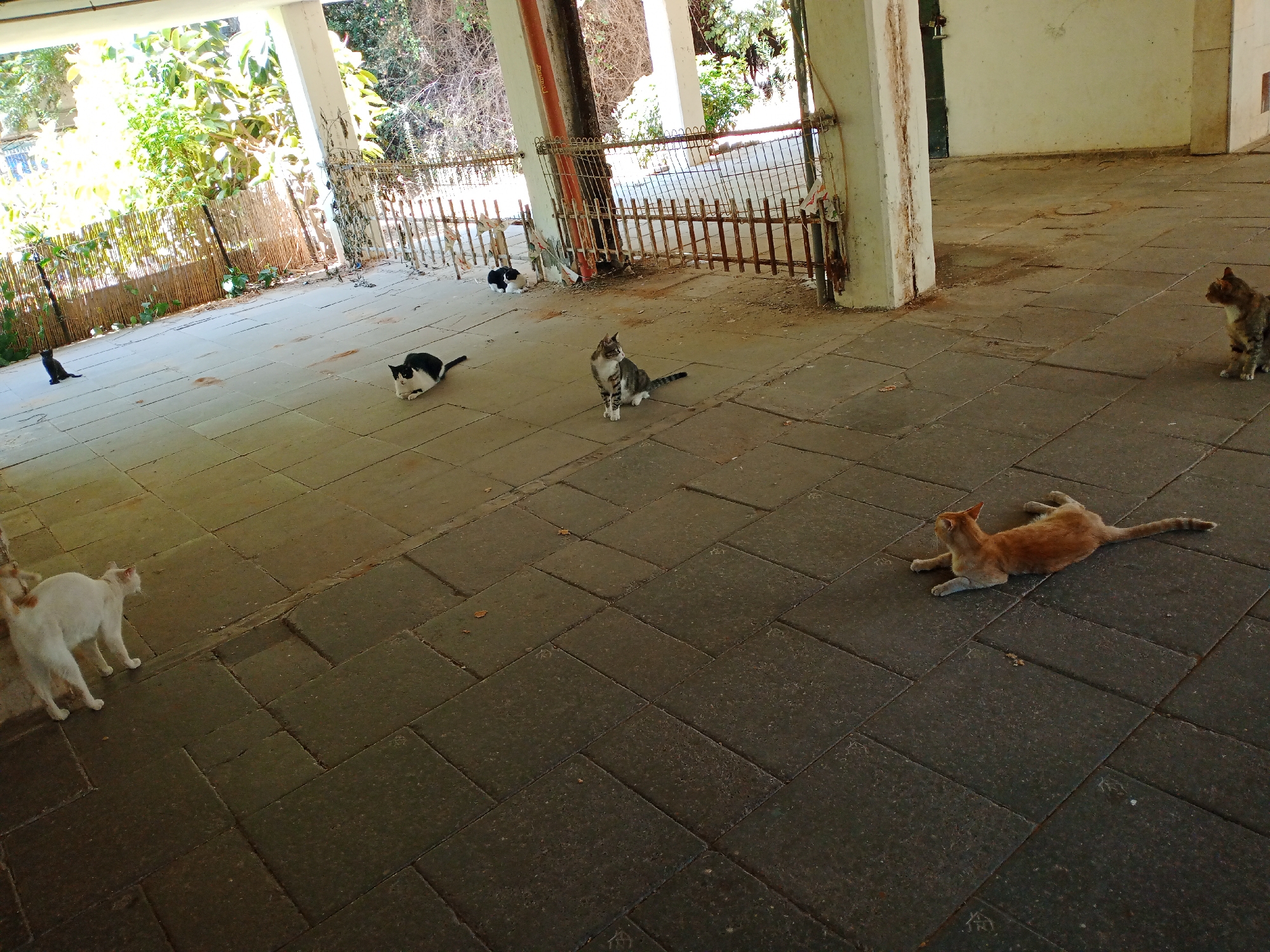 This image depicts an outdoor, covered area with a stone tile floor, likely in the city of Lod, Israel. Several cats are present in the scene. On the left, a white cat is walking away from the camera, its back to the viewer. Further to the left and slightly behind, a black cat is sitting. In the middle ground, a black and white cat is lying down, and a tabby cat is sitting and looking to the left. In the background, another tabby cat is sitting. To the right of the frame, an orange cat is lying on its side. In the far right background, a small portion of another cat is visible. The environment appears somewhat dilapidated, with a wooden fence or barrier in the middle ground, concrete pillars, and overgrown vegetation visible in the background. Sunlight is filtering into the area, casting shadows on the floor.