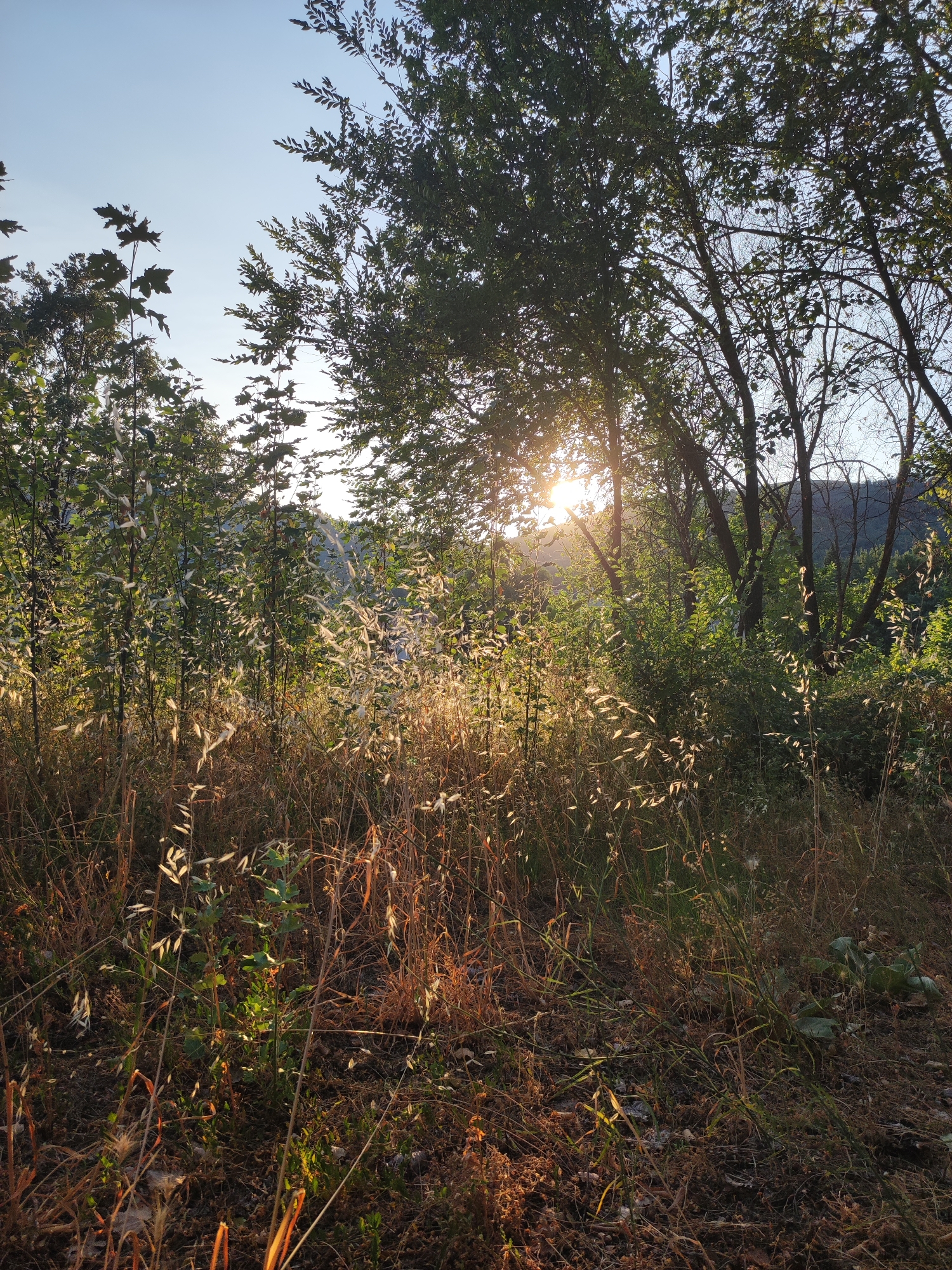 The image depicts a sun-drenched forest floor with tall grasses and trees. The sun is setting or rising, casting a warm glow on the vegetation and creating lens flare. The scene appears to be a natural landscape, possibly in the countryside. There are no people or man-made structures visible. The environment is characterized by dense foliage, dry grasses, and the soft light of the sun filtering through the trees. The location provided, Torre De Don Miguel, Spain, suggests a rural or natural setting.