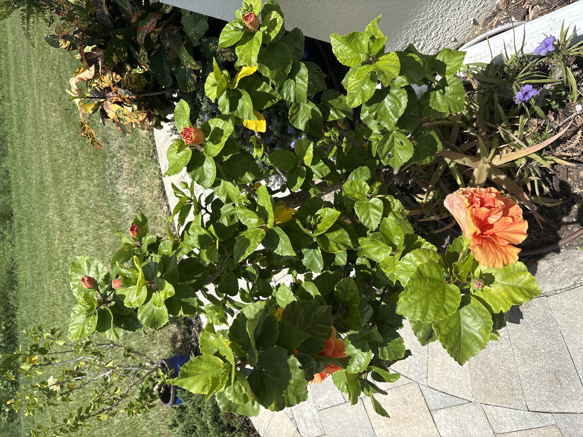 The image shows a close-up of a potted hibiscus plant with orange flowers and green leaves, situated on a paved patio. The plant is in bloom with several buds and two fully opened orange hibiscus flowers. In the background, a lush green lawn is visible, along with other potted plants, including one with variegated foliage. The scene appears to be outdoors in a residential or public garden setting. The lighting suggests it is daytime. No people or animals are present in the image.
