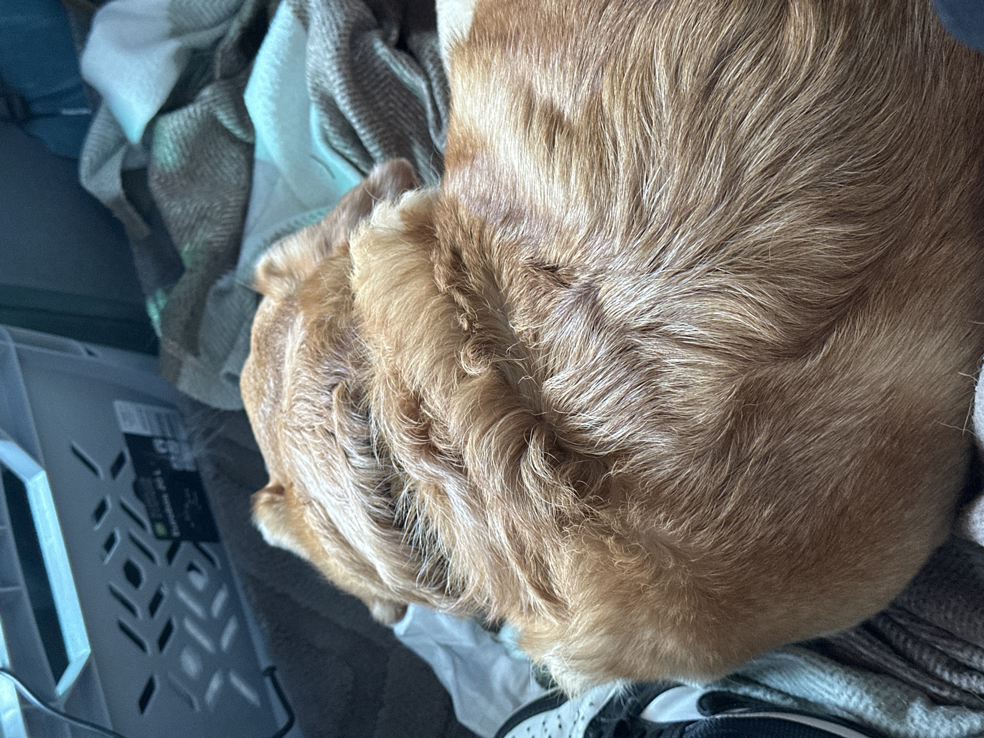 A close-up, top-down shot depicts a golden-colored dog curled up on a blanket. The dog's fur is short and dense, with visible variations in tone. The blanket beneath the dog is a mix of light and dark gray and white. A partially visible light-colored plastic storage bin with geometric cutouts is to the left. A black and white sneaker with a perforated design is visible at the bottom. No people are visible, and there is no evidence indicating this photograph was taken in Le Muy, France.