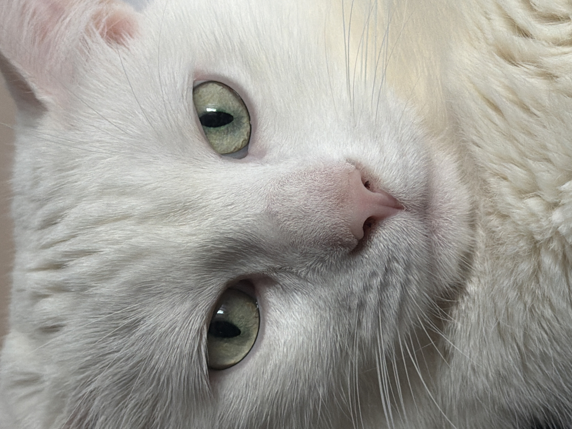 The image is a close-up of a white cat's face, featuring its green eyes, pink nose, and white fur. The cat is looking directly at the viewer with a slight tilt to its head. No information about location and other details are contained in the image.