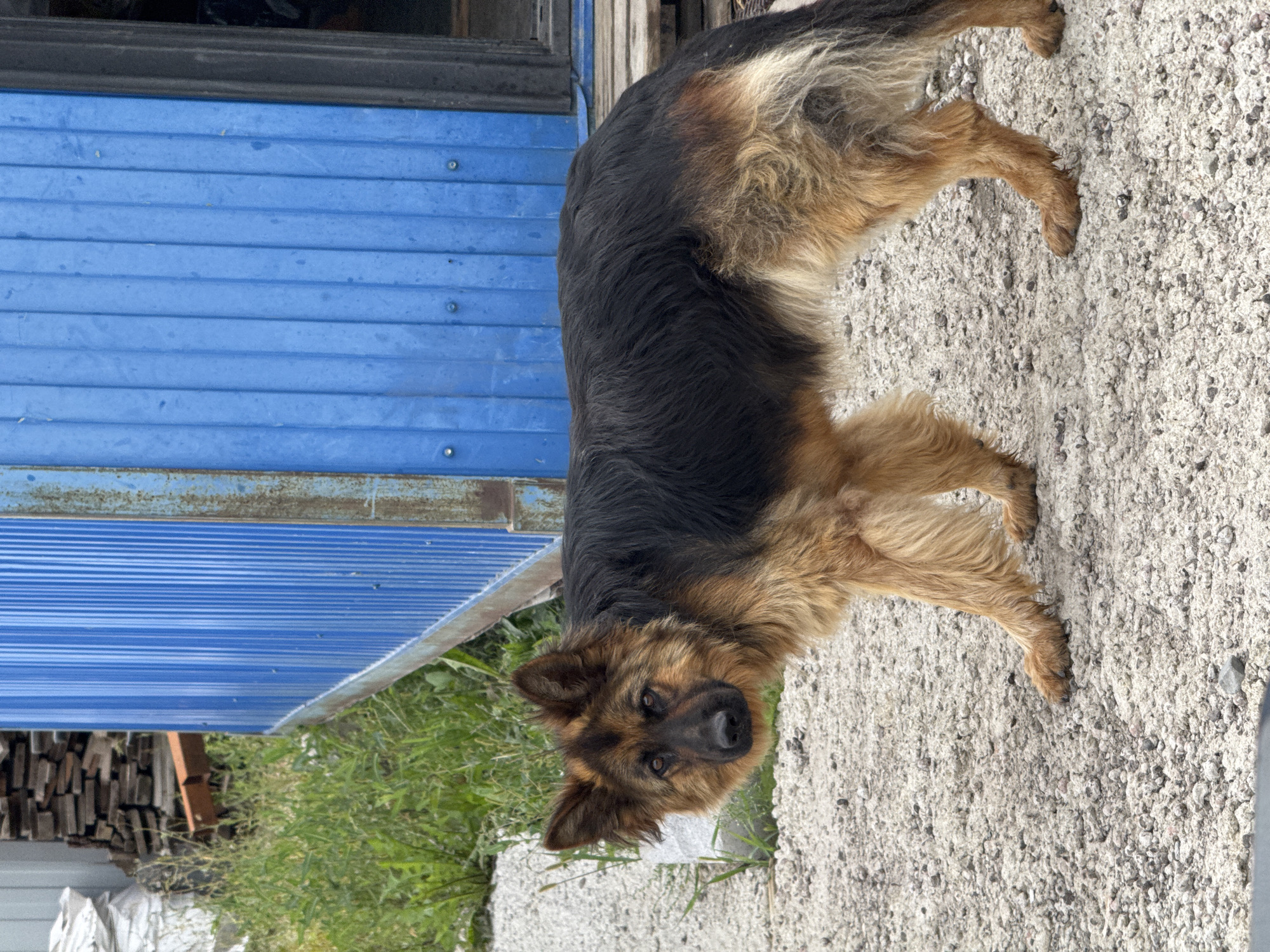 A full body shot of a German Shepherd dog stands in the foreground on a gravelly surface. The dog is facing the camera, with its head tilted slightly to the left. The dog's fur is a mix of black and tan. Behind the dog, a blue corrugated metal structure is visible, with a doorway on the right side. To the left of the blue structure, there is green grass and some stacked lumber. The setting appears to be outdoors, possibly in a rural or industrial area, given the presence of the corrugated metal building and lumber. The lighting suggests it is daytime.