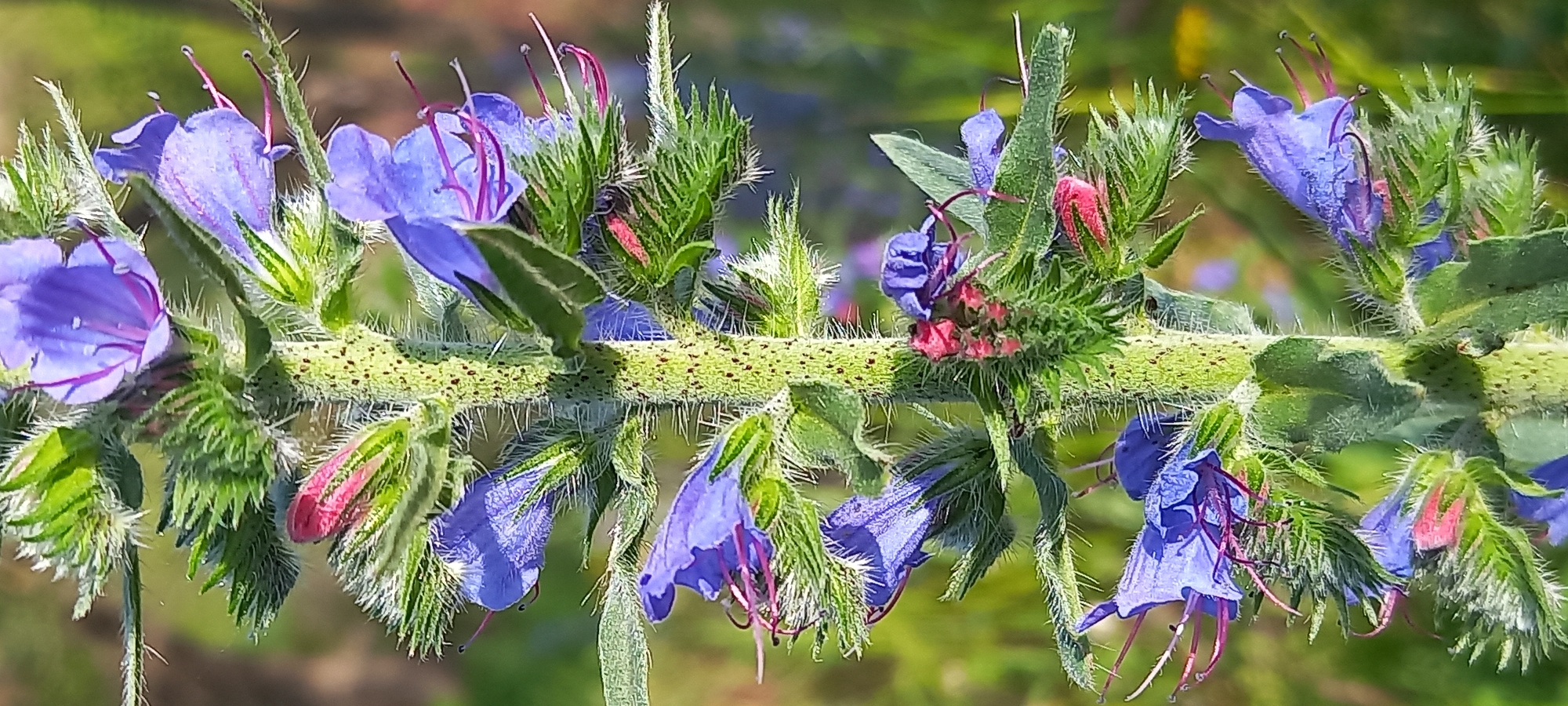 This is a detailed, vertical close-up photograph of a flowering plant stem, specifically a segment of what appears to be *Echium vulgare* (Viper's Bugloss), photographed in Kryvyi Rih, Ukraine. The central stem is thick, green, and densely covered in short, rigid, white, bristly hairs (trichomes), interspersed with numerous small, dark reddish-brown spots. Along the stem, multiple individual flowers and buds are arranged. The open flowers are a vivid blue-purple, featuring a tubular, somewhat bell-shaped corolla, from which several prominent, elongated stamens with pink-purple filaments and darker anthers protrude. Several undeveloped or partially open flower buds, distinctly reddish-pink, are also visible, contrasting with the mature blue flowers. Green, hairy leaves or bracts emerge from the stem at the base of the flower clusters. The background is significantly blurred, showing soft, indistinct masses of green, with subtle hints of yellow and brown, consistent with an outdoor natural environment under bright, diffuse illumination. No human subjects, animals, or man-made structures are discernible in the frame.