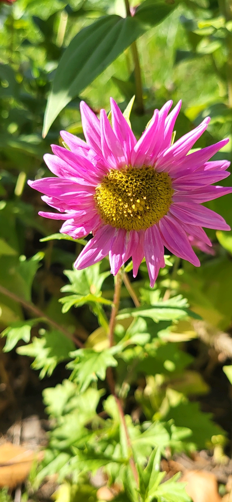 A close-up, vertical, outdoor photograph shows a bright pink aster flower with a yellow center. The flower is in focus, with its delicate petals radiating outwards. The background is a blur of green foliage, suggesting a garden or park setting. The lighting indicates it is daytime, with sunlight illuminating the flower. The image does not contain any people, actions, or interactions. The specific location in Oskemen, Kazakhstan is not determinable from the visual information provided.