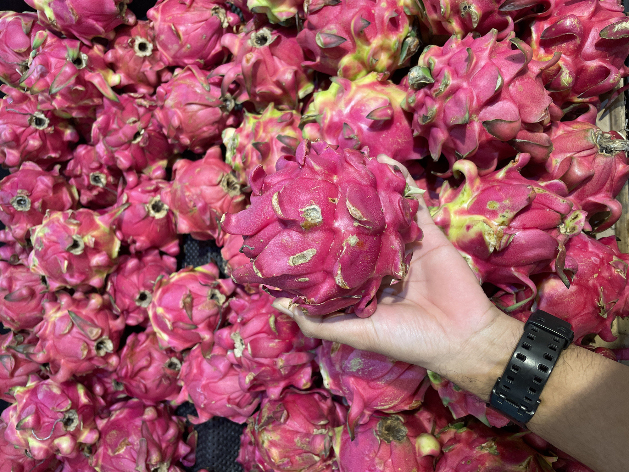 A top-down shot shows a pile of dragon fruit. A hand wearing a black watch holds one of the fruits. The scene is likely a market or store in Central Jakarta, Indonesia.