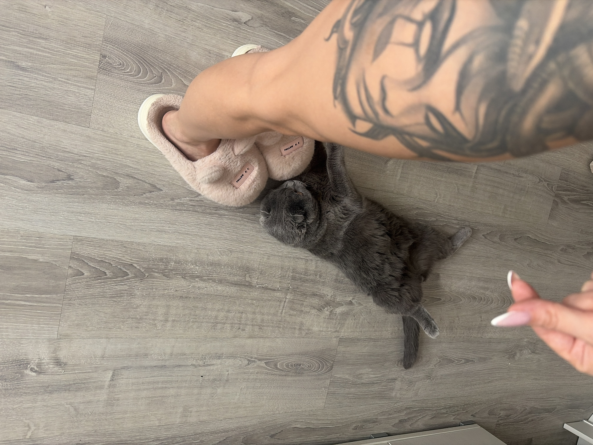A gray cat lies on a gray wood-patterned floor, near a pair of pink bunny-eared slippers. A human arm with a large black tattoo is positioned above the slippers. The cat's body touches the slipper on the right. The location of the image is not discernible, so Saint Petersburg, Russia cannot be confirmed.