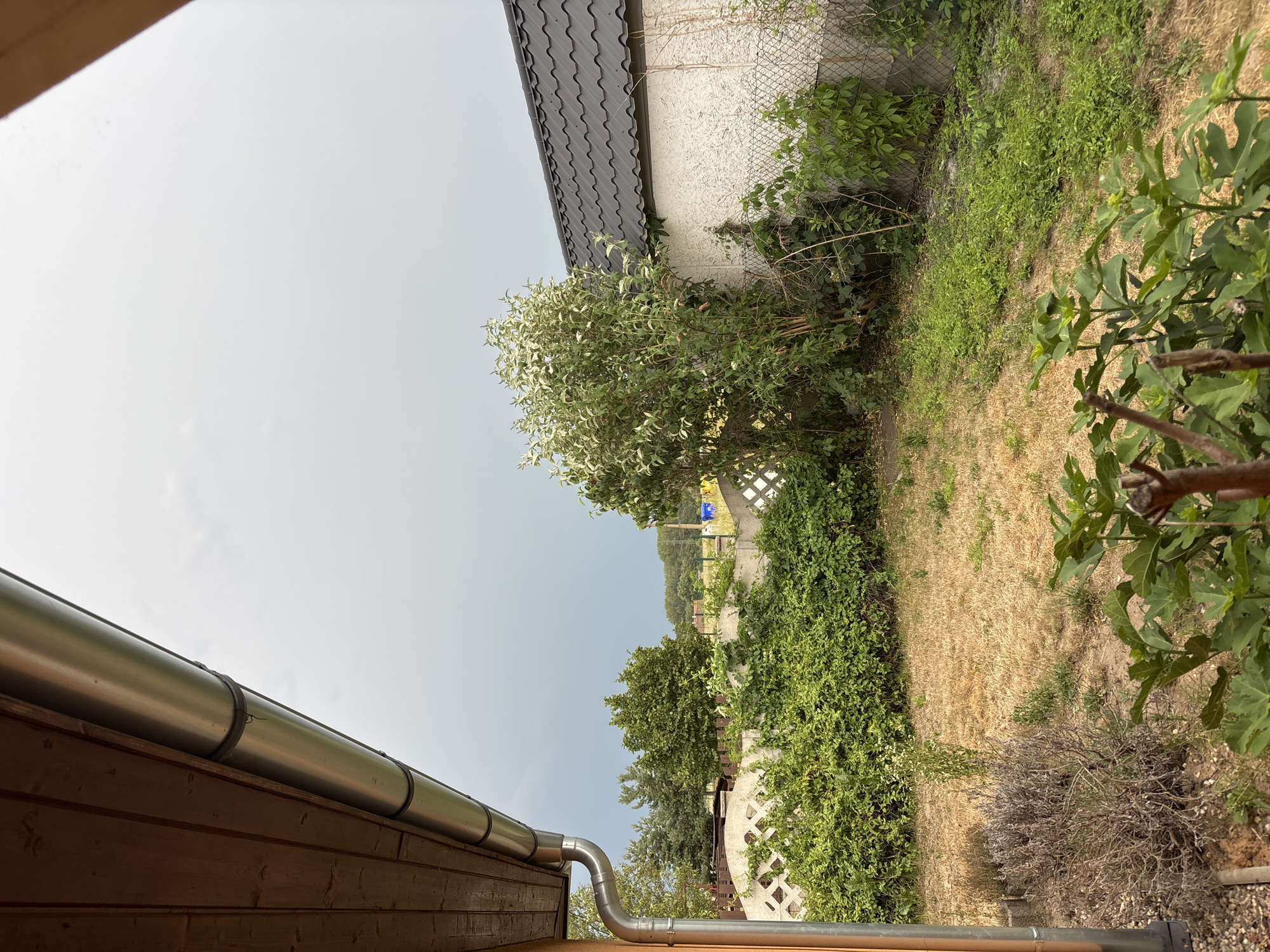 This is a rotated image of an outdoor scene. In the foreground, the wooden wall of a building with a metal gutter and downspout is visible. Beyond the building, a grassy yard is seen with several trees and dense green bushes. In the background, there is a concrete fence and a building with a dark, wavy roof. The sky is overcast and a pale gray, suggesting it might be a cloudy day. The overall impression is that of a suburban backyard in a rural or semi-rural setting. There is no visible text in the image.