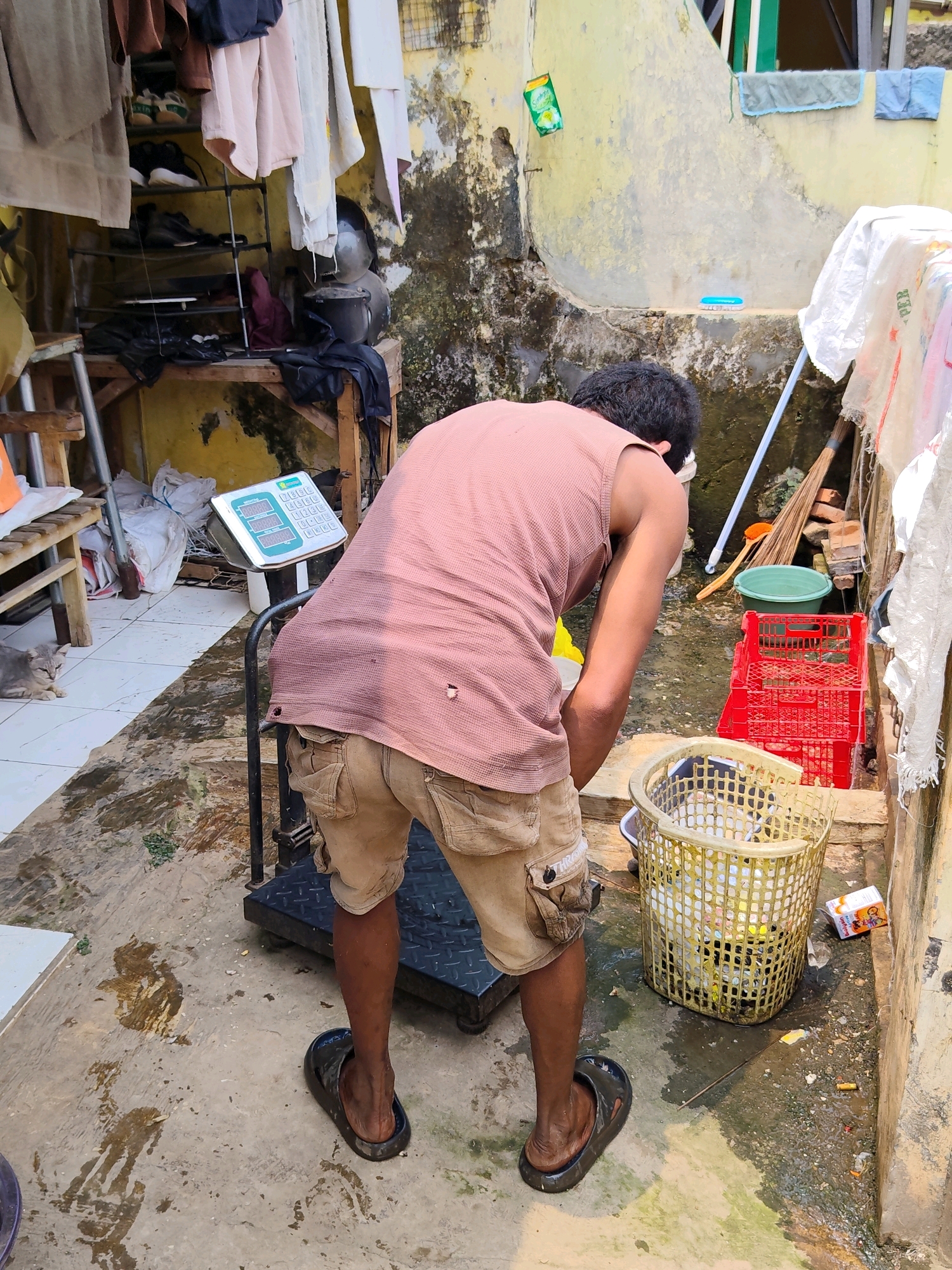 A person wearing a pink tank top and tan cargo shorts is using a black scale in an outdoor setting. The scale is situated on a concrete floor that appears wet and dirty, with some debris scattered around. To the right of the scale, there is a yellow plastic basket filled with items and a stack of red plastic crates. Behind the person, there is a clothesline with various garments hanging, and a yellow wall with peeling paint. The background also shows a wooden shelf with items, a cat lying on the floor, and a window. The overall environment suggests a utilitarian area, possibly a backyard or alleyway, with laundry drying and items stored outdoors. The scene is set in a city context, given the mention of Purwakarta, Indonesia.