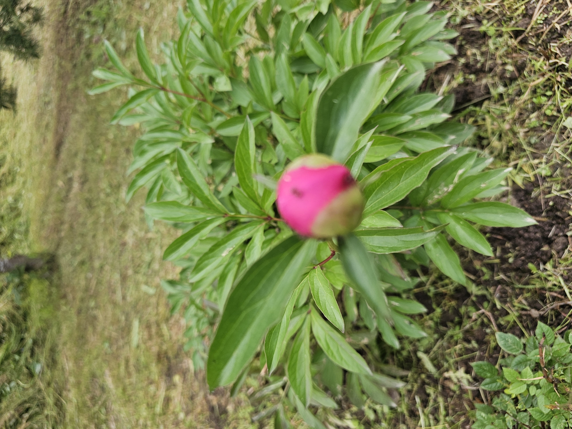 A single, pink peony bud is visible in the center of the frame, surrounded by lush green foliage. The peony plant is situated outdoors on soil with some scattered green vegetation and dry grass. In the blurred background, a tree trunk and more greenery are present, suggesting a garden or park setting. The image does not contain any people or information indicating its location in Chukholovo, Russia.