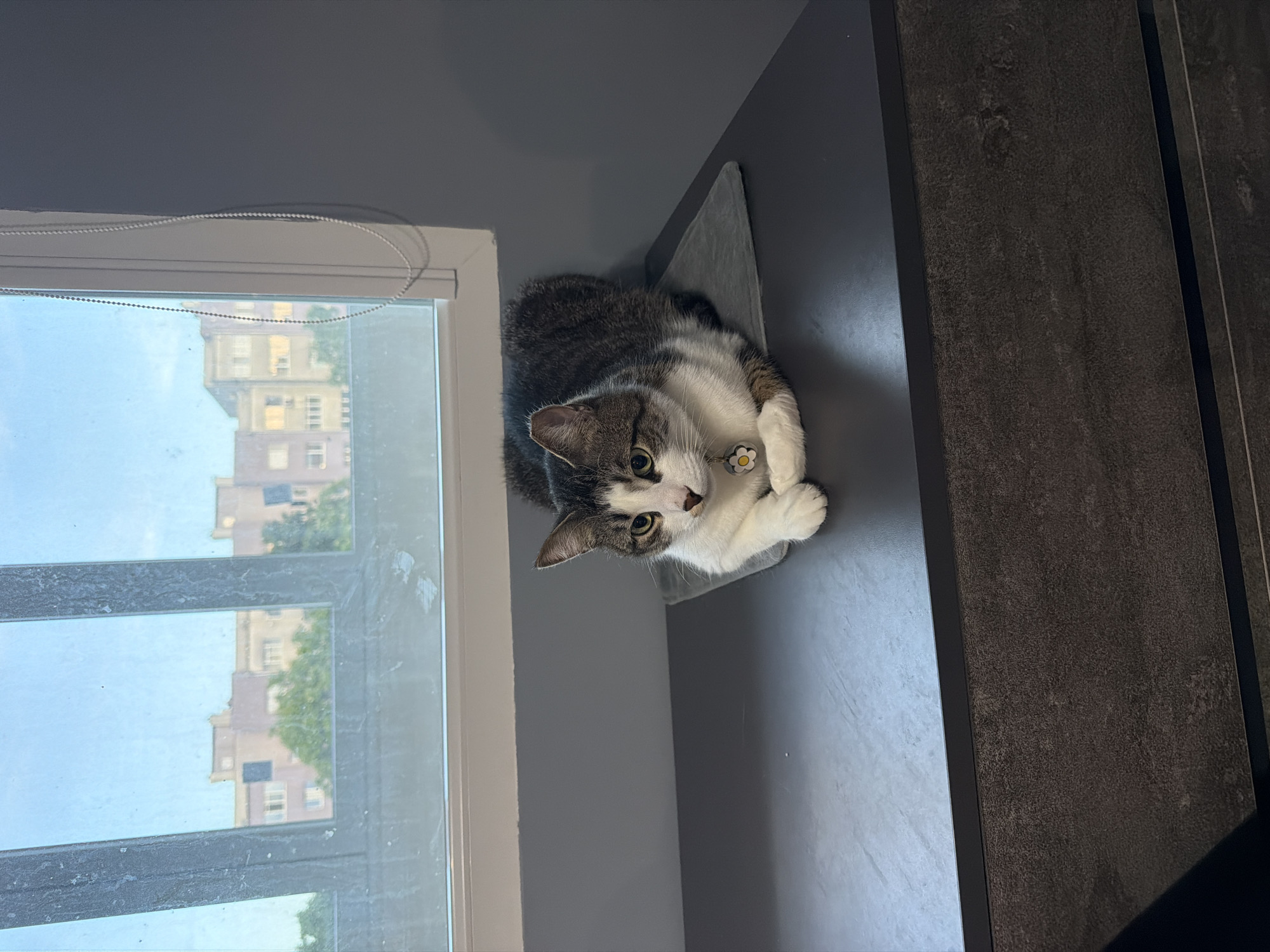 A tabby and white cat is lying on a dark gray surface in front of a window. The cat is facing towards the viewer with its paws tucked underneath its body. It has green eyes and is wearing a collar with a flower-shaped tag. Through the window, buildings and trees are visible, suggesting an urban environment. The window has a white frame and a beaded cord for blinds. The wall to the right of the window is painted a dark gray color. The surface the cat is on appears to be a countertop or a dresser. The lighting suggests it is daytime.