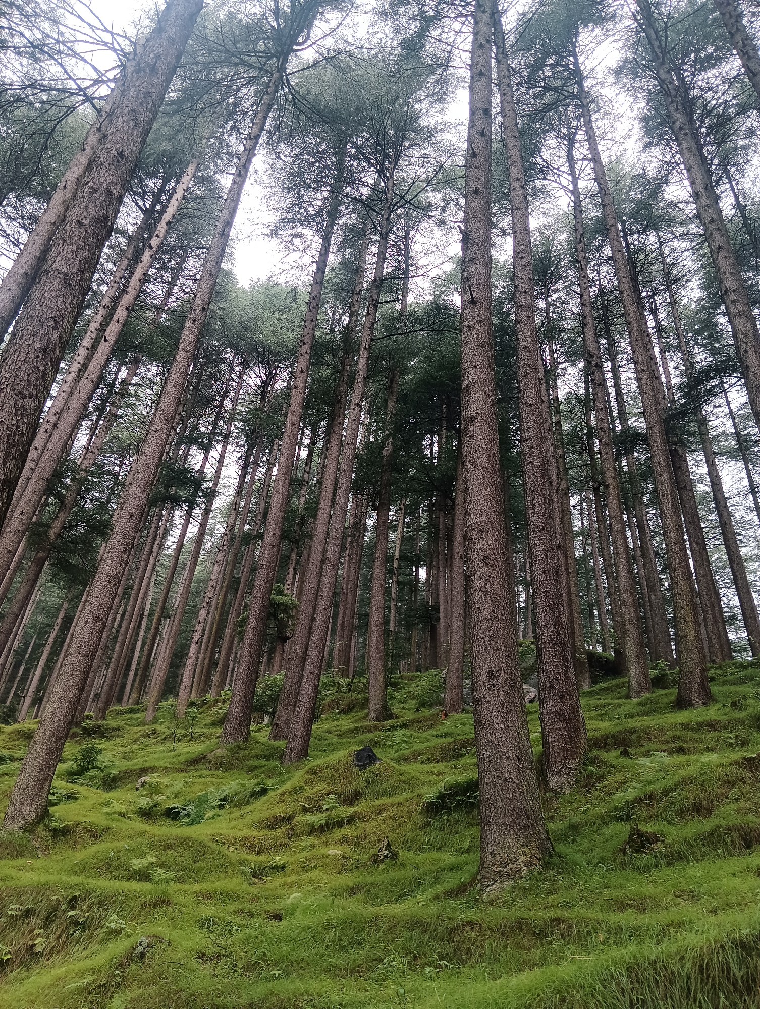 A low-angle shot captures a dense forest in Manali, India, dominated by tall, slender pine trees. The trees, with their rough, textured bark, rise vertically, their branches and needles creating a canopy that obscures the sky, which appears overcast and bright. The forest floor is covered in vibrant, lush green grass and ferns, creating a undulating carpet that slopes upwards and to the right. Some small ferns and scattered stones are visible amongst the grass. The lighting is diffuse, suggesting a cloudy day. No people or animals are present in the image.