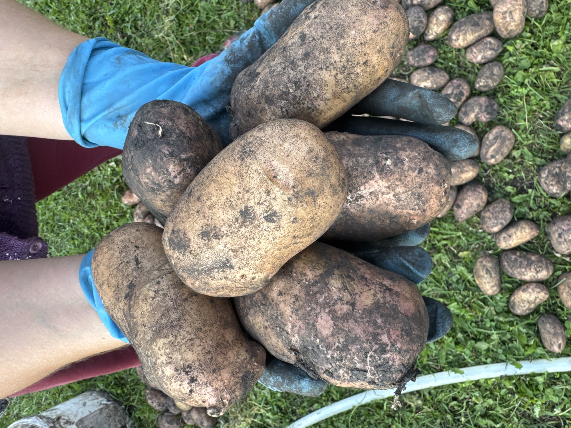 A person wearing blue gloves is holding a pile of freshly harvested, dirt-covered potatoes. The potatoes are various sizes and shapes, with earthy brown skin. The person's hands and the potatoes are positioned in the center of the frame, with a grassy area and more potatoes scattered in the background. A white hose is visible on the left side of the image. The scene appears to be outdoors in a rural or garden setting.