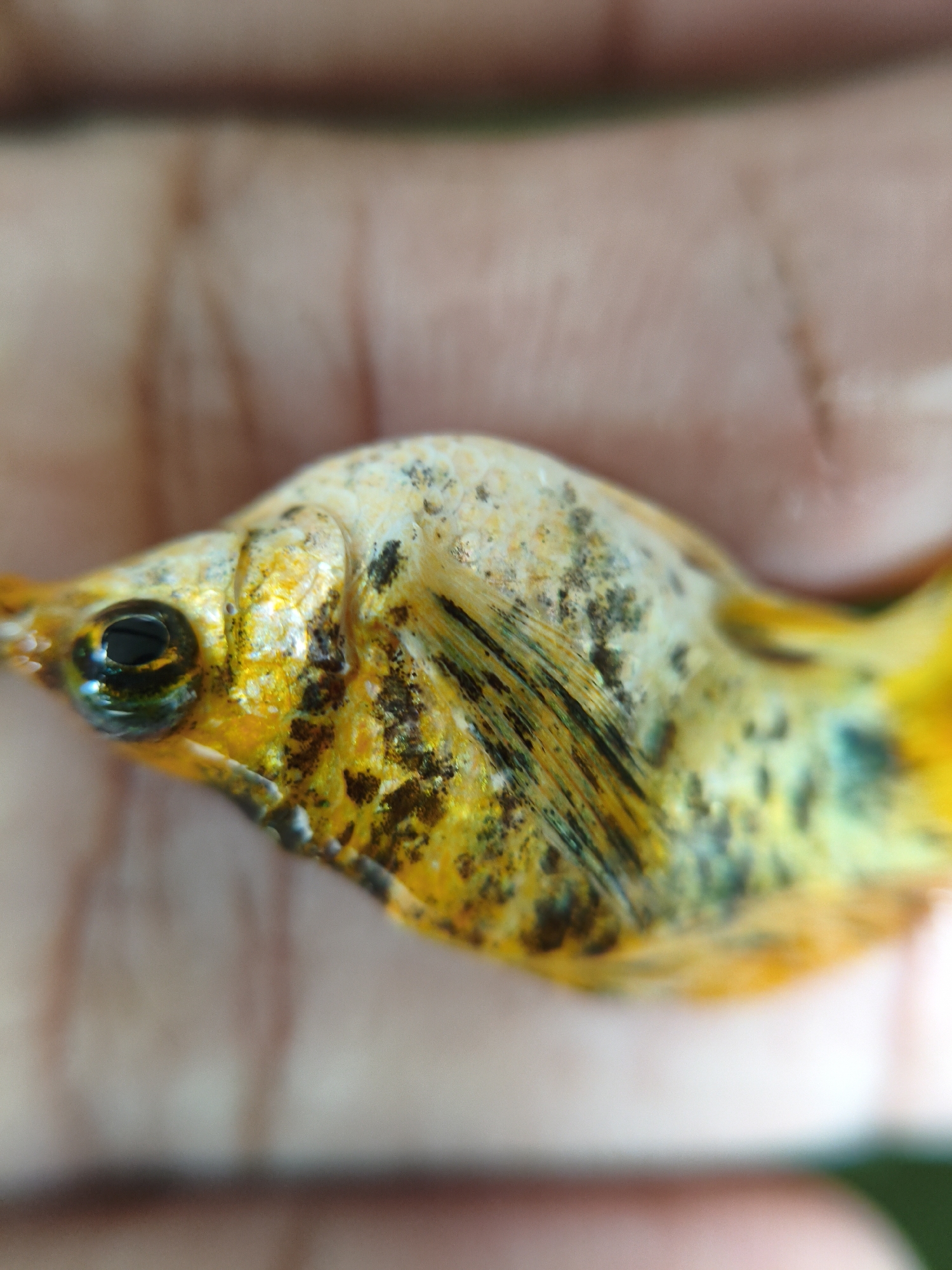 A close-up, macro shot depicts a small, mottled fish held in a human hand. The fish exhibits a striking pattern of bright yellow, black, and subtle greenish-blue hues across its body. Its scales show texture, and the dark, prominent eye is in sharp focus, reflecting light. Visible fins near the head and along the body display distinct black striations. The head and the initial portion of the fish's body are in crisp focus, while the rest of the fish and the background human hand are softly blurred, creating a shallow depth of field that isolates the fish as the main subject. The hand provides a flesh-toned, indistinct backdrop, indicating the fish is being held. No specific location cues are visible within the frame, nor is any text present. The image captures the detailed appearance of the fish, which appears to be still. The scene is set in Lhokseumawe, Indonesia.