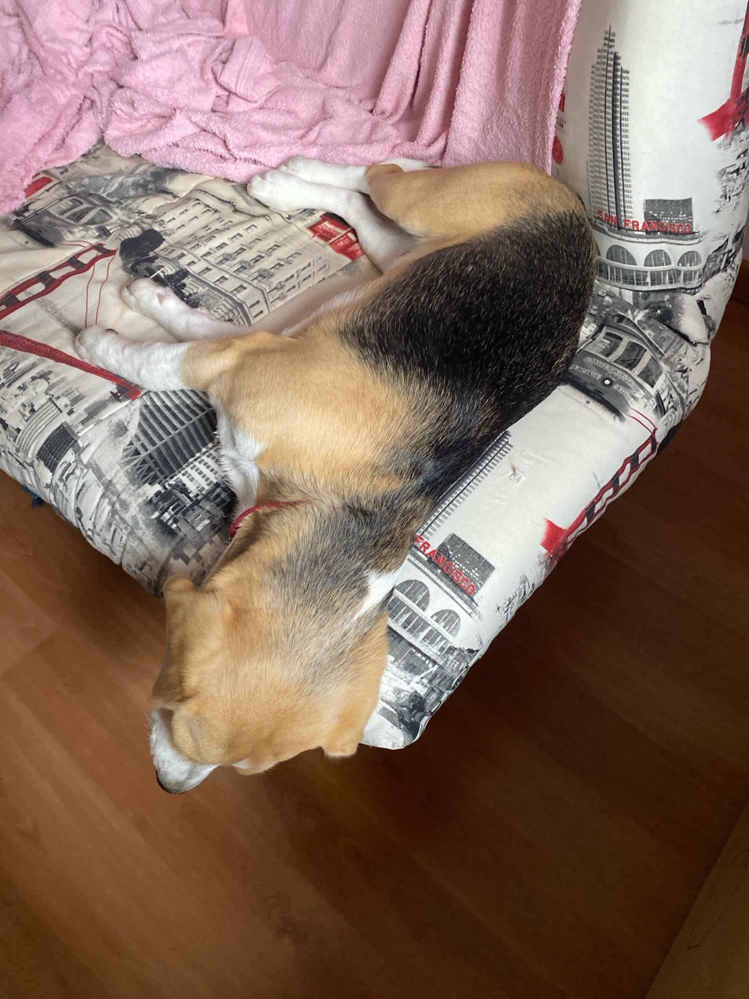 A dog with tan, black, and white fur sleeps on a couch. The couch has a pillow with a print of San Francisco landmarks. A pink blanket is draped over the dog and couch. The floor is made of polished brown wood.
