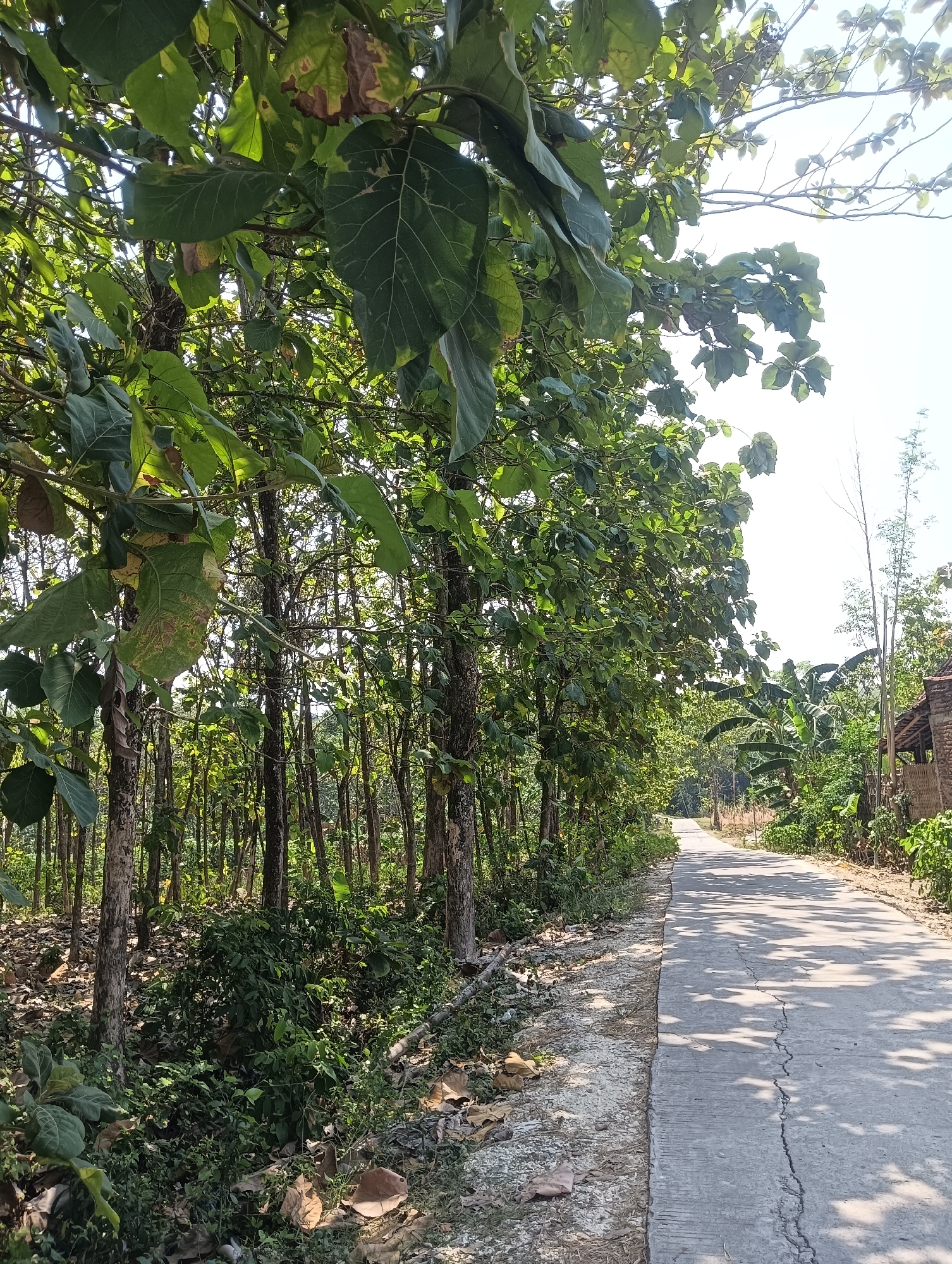 The image depicts a rural road in Gesi, Indonesia, bordered by a dense stand of trees on the left and more sparse vegetation and a building on the right. The road appears to be paved with concrete and is partially shaded by the canopy of the trees, creating dappled light patterns on the surface. The trees on the left are relatively thin and grow closely together, with large, broad leaves. The ground on the left side of the road is covered in dry leaves and some green undergrowth. On the right side of the road, there is more varied vegetation, including what appear to be banana trees, and a simple building with a thatched roof and bamboo fencing. The sky is bright and appears to be clear. There are no people or animals visible in the image.