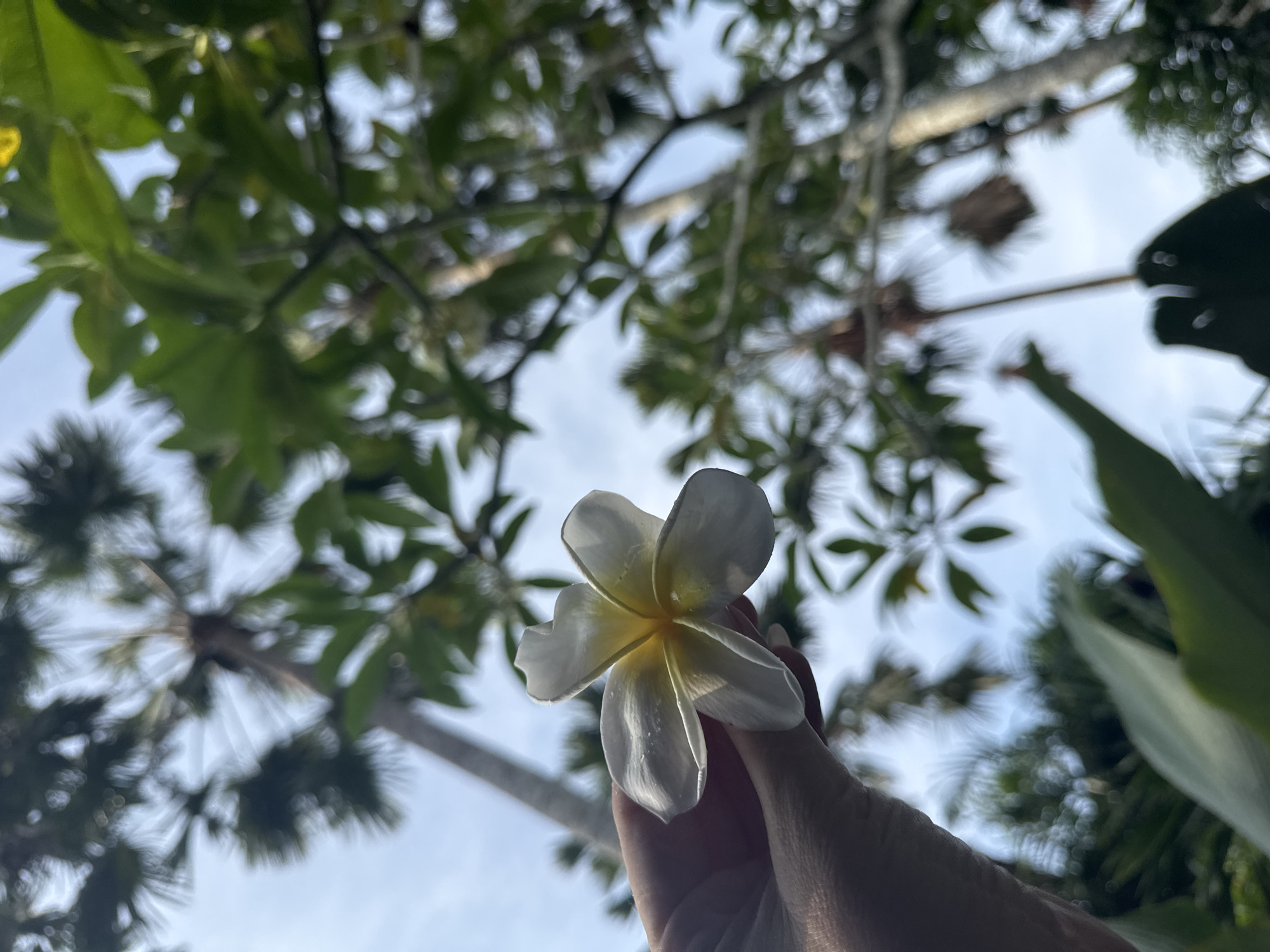 A hand holds a white and yellow plumeria flower in the foreground. The background features a canopy of green leaves and branches against a blue sky with white clouds. The location is implied to be Nusa Dua, Indonesia, based on the prompt. The image captures a moment in nature with a focus on the plumeria flower.