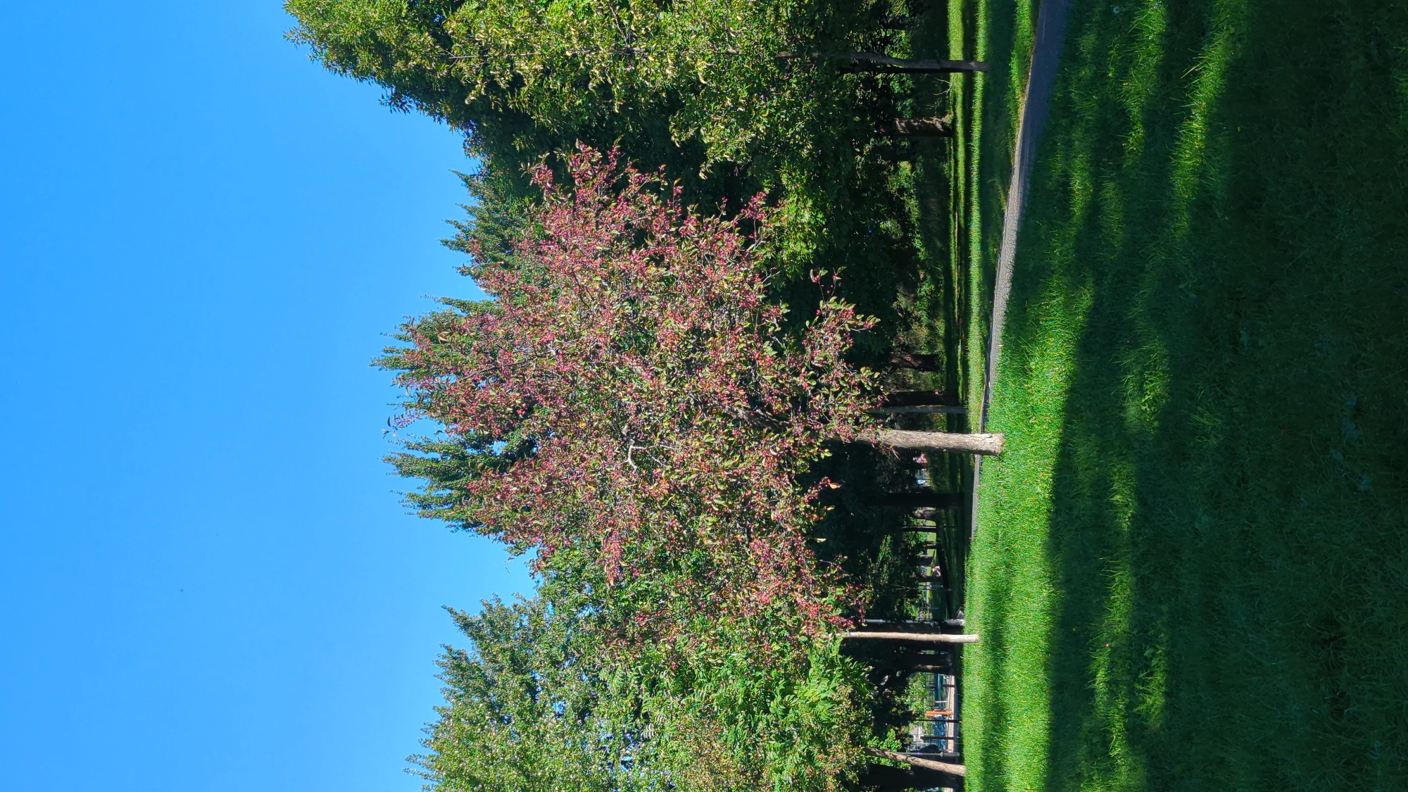 The image depicts a park scene on a clear day with a vibrant blue sky. In the foreground, lush green grass is illuminated by sunlight, casting dappled shadows from overhead trees. A paved pathway meanders through the park in the mid-ground. Several trees are visible; one in the center has reddish-pink leaves, contrasting with the predominantly green foliage of the surrounding trees. The trees appear to be deciduous and are in a state of seasonal change, likely early autumn. The background shows a dense line of trees, suggesting a larger wooded area within the park. There are no people visible in the frame. The overall impression is one of a tranquil, urban green space, potentially a public park within Montreal, Canada, given the commonality of such park layouts and tree species in the city.