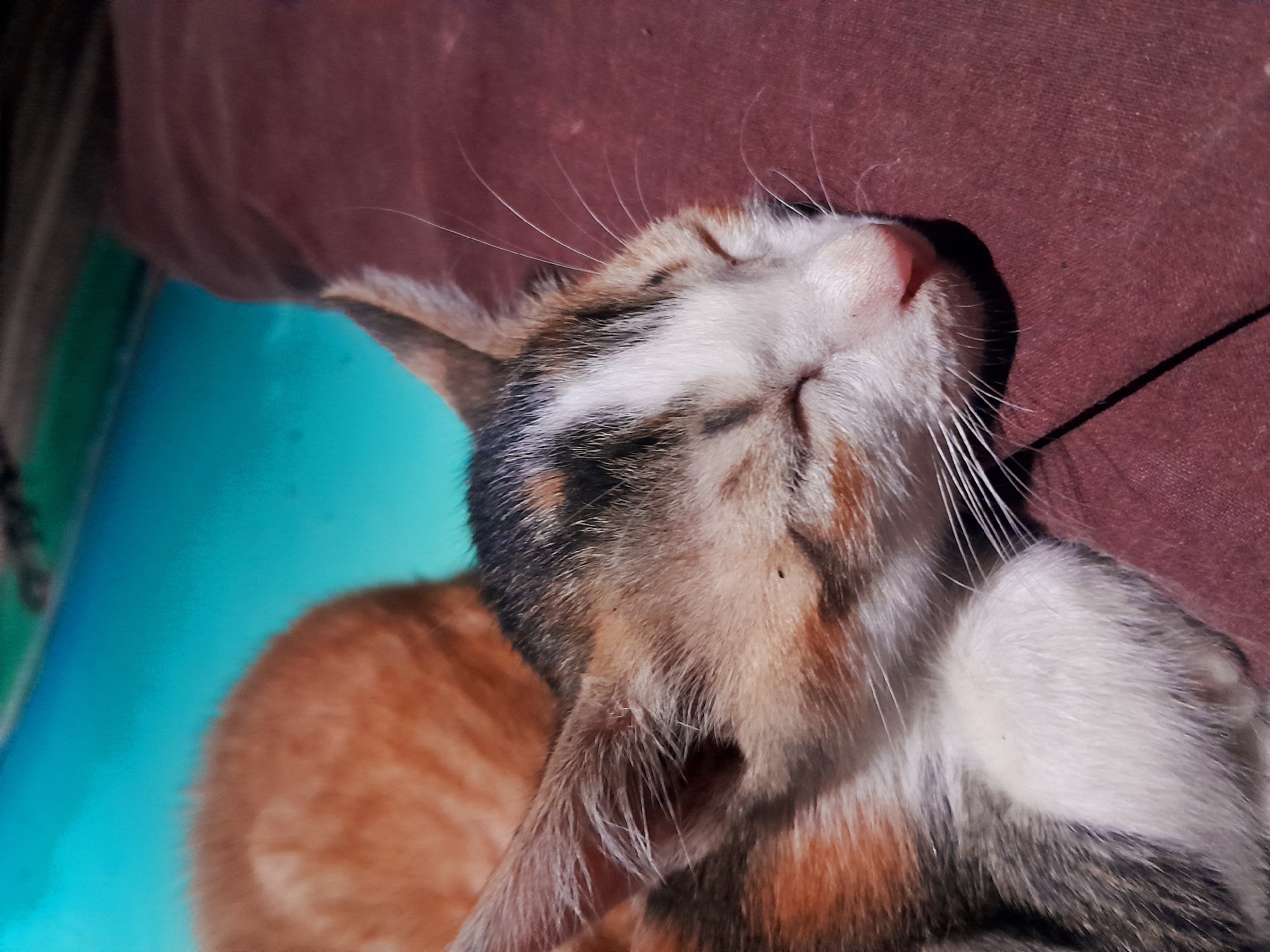 A calico kitten sleeps soundly on a burgundy surface. Its eyes are closed, and its face is tilted slightly to the right. The kitten's fur is a mix of white, orange, and black patches. Another orange kitten is visible in the background, out of focus. The background appears to be a bright blue surface.