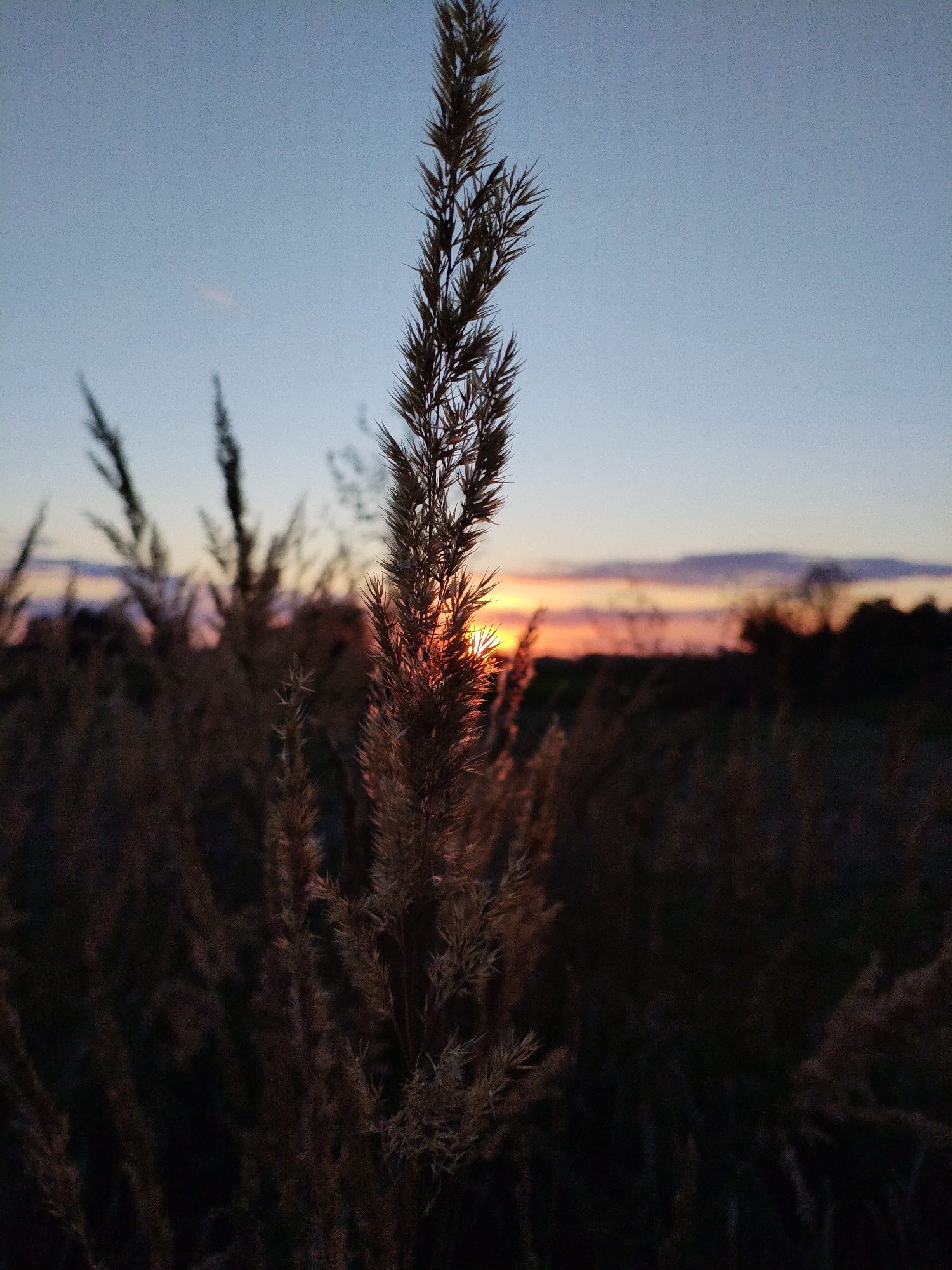 This is a close-up, low-angle photograph of dry, tall grass stalks in the foreground, silhouetted against a sunset sky. The sky transitions from a pale blue at the top to warmer hues of orange and pink near the horizon. The sun is setting behind a dark, blurred landscape of trees and more grass. The grass in the foreground is dry and feathery, with some of the stalks illuminated from behind by the setting sun, creating a warm glow. The overall mood is peaceful and serene. The image appears to have been taken outdoors in a natural setting, possibly a field or meadow. While the specific location in Bialynichy, Belarus is not visually indicated in the image itself, it is provided as context for the scene. There are no people or animals visible in the photograph.