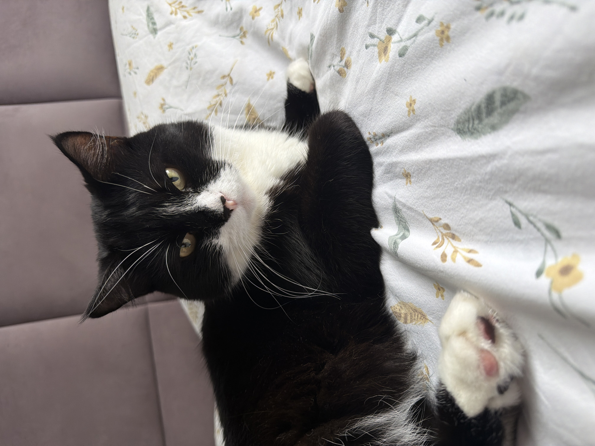 A black and white cat with yellow eyes lies on a white bedspread with a floral pattern. The cat is facing the camera and is in the center of the frame. Its paws are tucked beneath it, except for its front left paw, which is visible. The cat's fur is short and sleek. The bedspread is light-colored and has a delicate floral design with small yellow flowers and green leaves. The background is a softly blurred purple headboard. The scene appears to be indoors. No information about the location in Chekhov, Russia is provided in the image.
