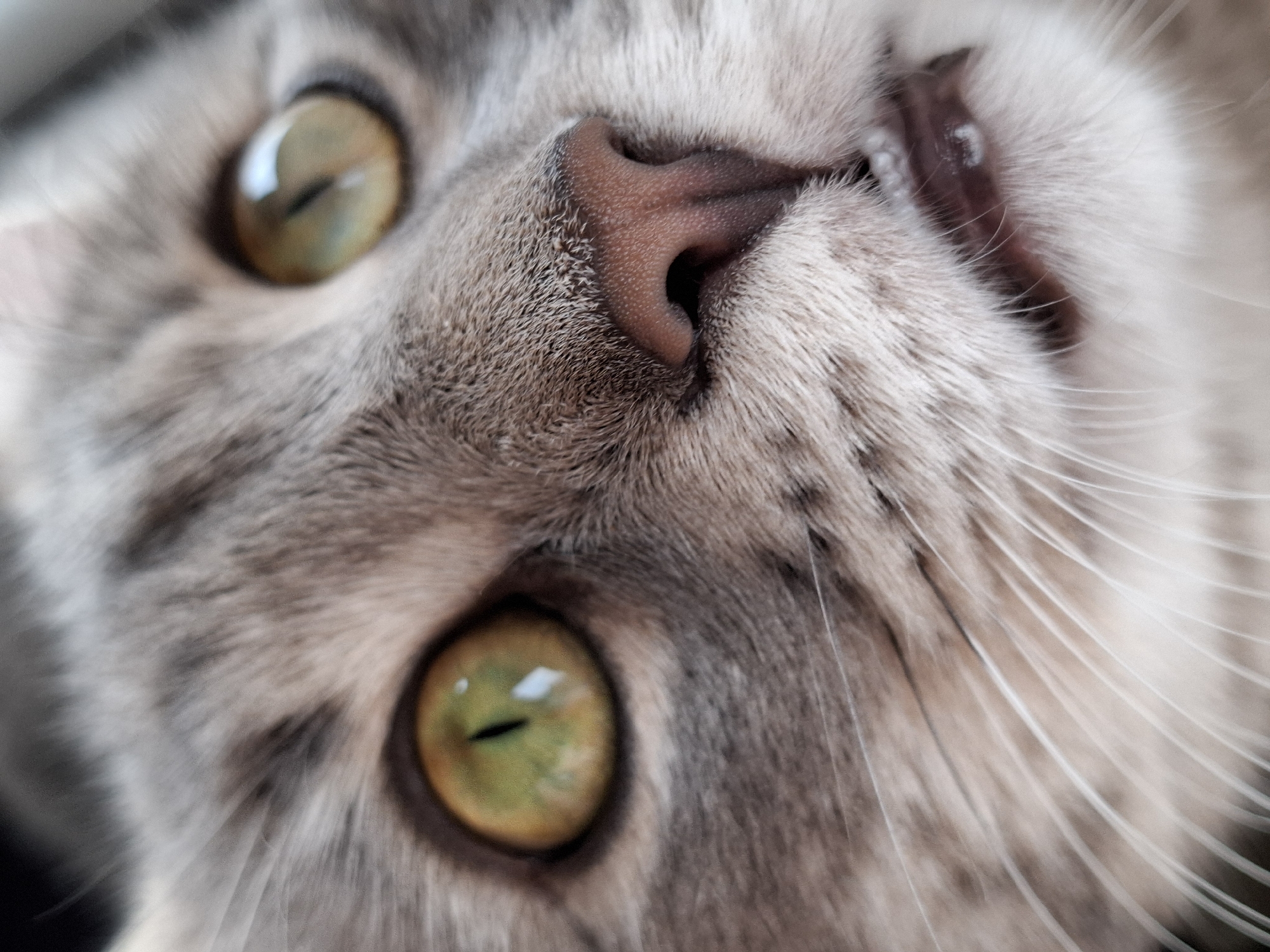 Close-up of a gray tabby cat's face with golden-green eyes, pink nose, and visible teeth. The cat's face is tilted upward towards the camera. Location information (Novi Sad, Serbia) is not discernible from the image.