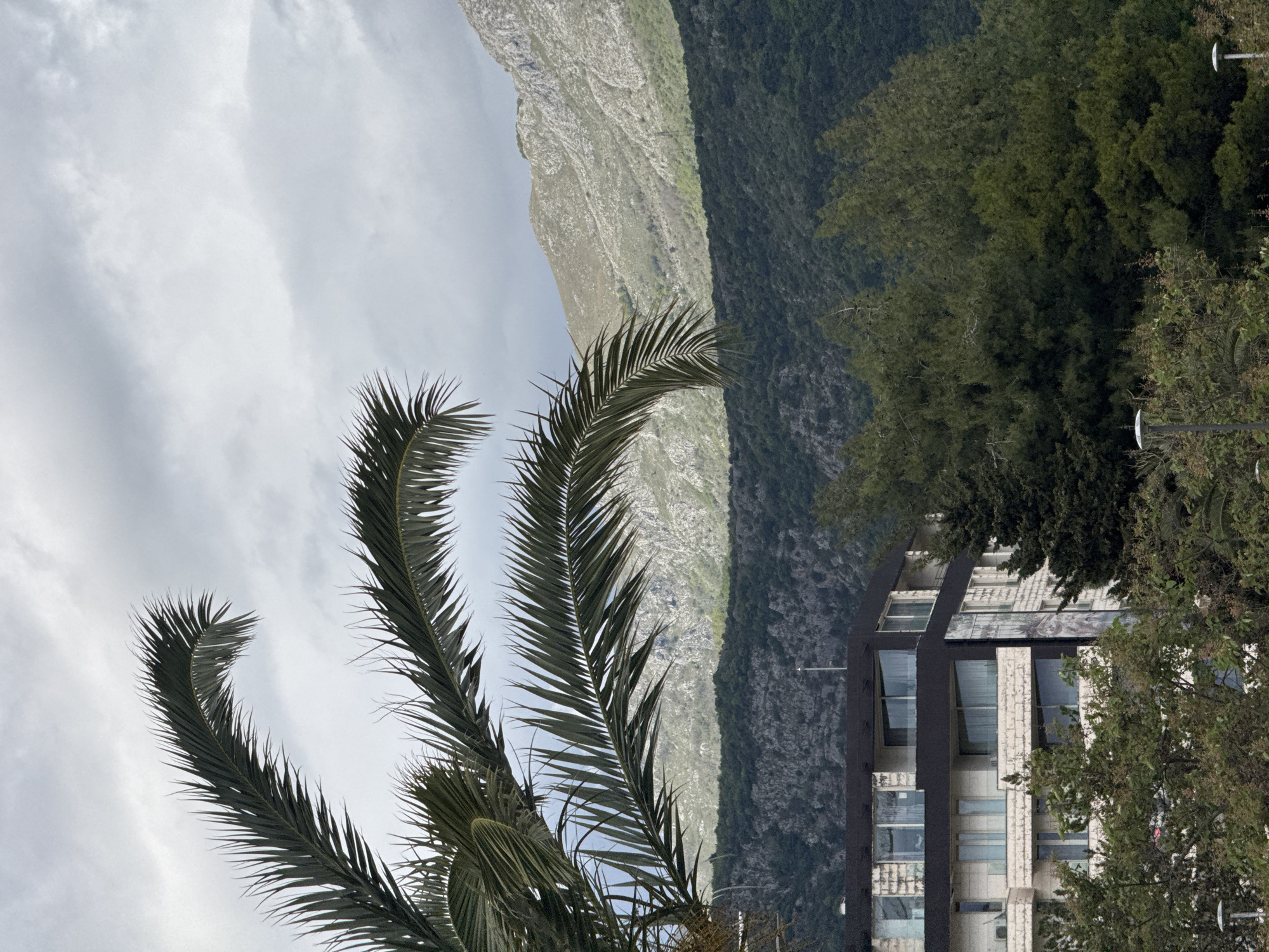 This rotated daytime image captures a scenic view, likely in Budva, Montenegro, featuring natural landscapes and a modern building under an overcast sky. In the foreground, several prominent dark green palm fronds arc across the lower and central parts of the frame. Beyond the palm leaves, a large mountain range dominates the background. The mountain exhibits a clear division: its left side consists of rugged, light-colored rocky terrain, while its right side is covered in a dense, dark green forest. The sky above is filled with soft, diffused grey and white clouds, suggesting an overcast day. In the lower right section of the image, partially obscured by other green foliage, a contemporary multi-story building is visible. It features a dark facade with large rectangular windows and lighter-colored, possibly textured, architectural elements. No people or visible text are present, and no specific activity is depicted.