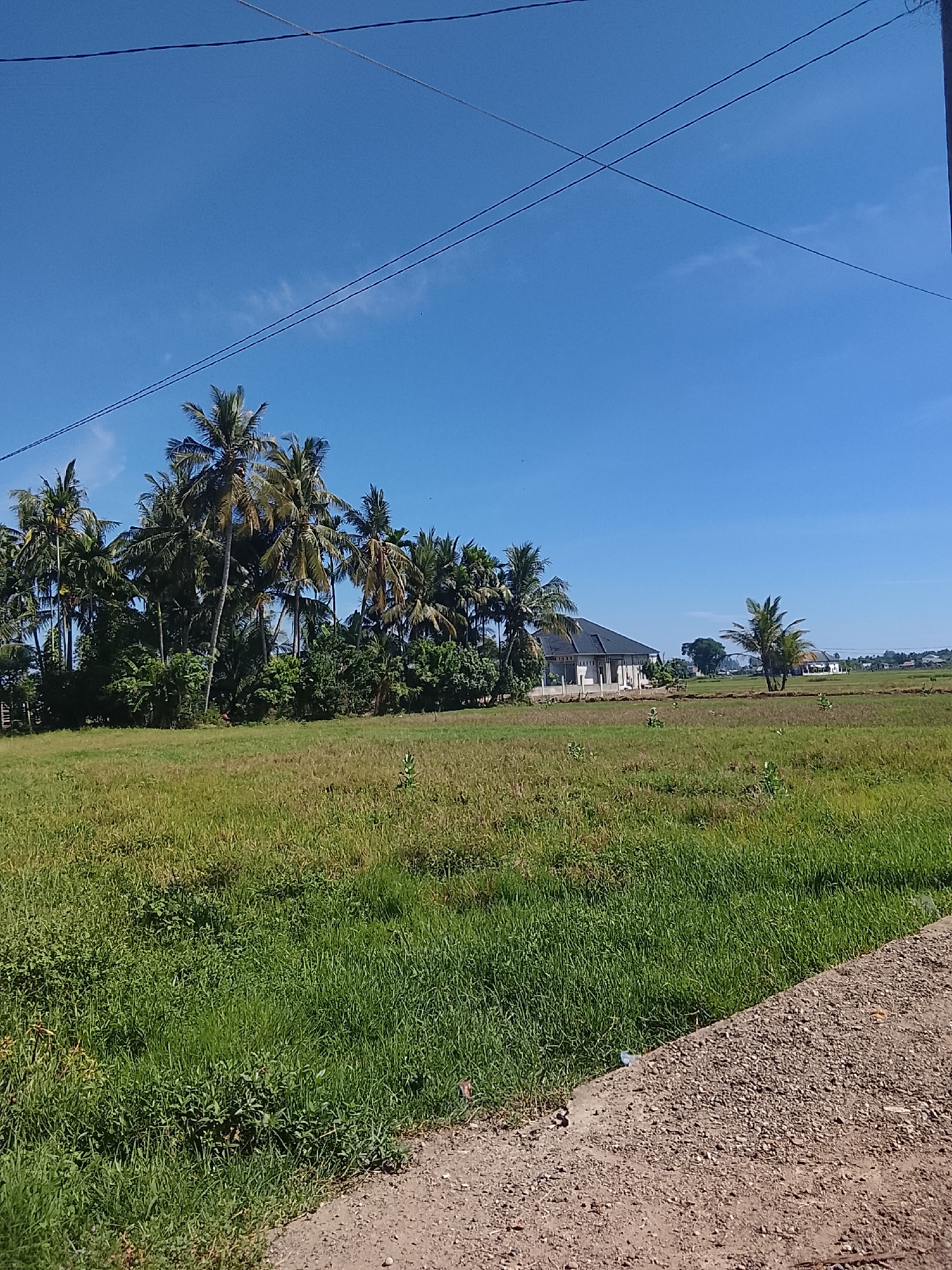 In the city of Meunasah Lhok, Indonesia, this image depicts a rural landscape under a clear blue sky. A dirt road runs along the bottom right of the frame, bordering a field of dry, yellowed grass. Beyond this field, a dense cluster of palm trees dominates the mid-ground, with lush green foliage. In the distance, a modern white house with a dark, sloped roof is visible, surrounded by more greenery and a few scattered palm trees. The sky is mostly clear, with a few wispy clouds and prominent power lines crossing the upper portion of the image. The overall scene suggests a peaceful, sun-drenched day in a tropical setting.