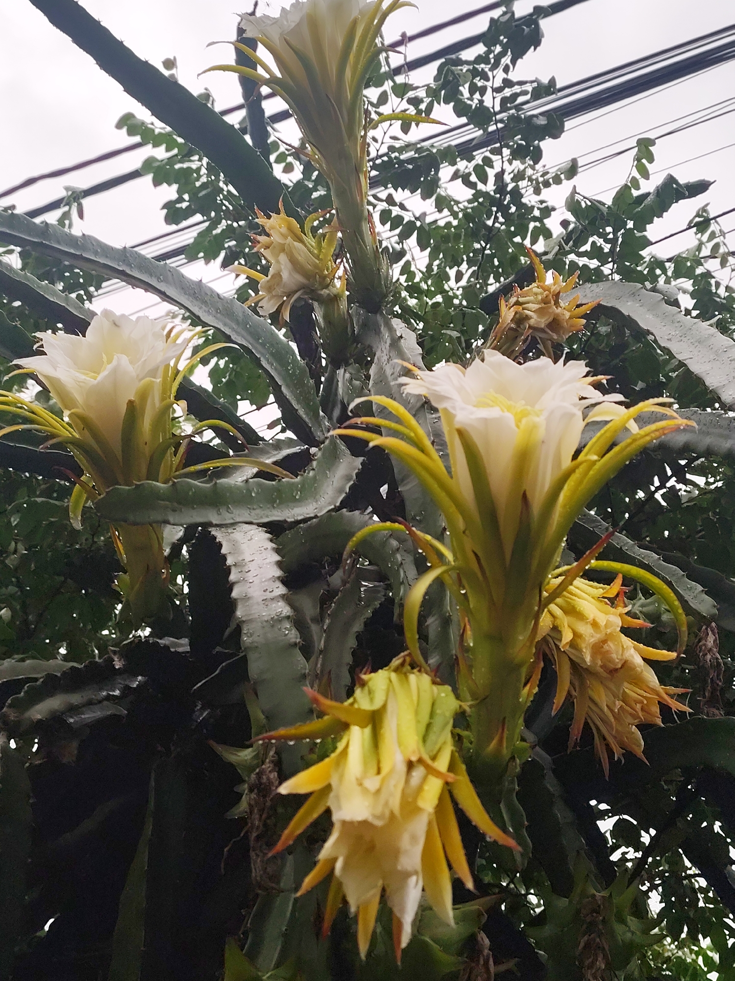 A low-angle, medium shot captures a cluster of dragon fruit flowers in various stages of bloom and wilting on a cloudy day. The flowers are predominantly white with yellow stamens and sepals, some appearing fully open and luminous, while others are closed, wilted, or beginning to decay. Water droplets are visible on the green, spiny stems and leaves of the dragon fruit plant, suggesting recent rain or dew. Lush green foliage from surrounding trees forms a dense backdrop, interspersed with dark electrical wires and poles. The scene is set outdoors, with the overcast sky indicating diffused natural light. The image does not depict any people or specific landmarks that would identify its precise location within Bờ Y, Vietnam, beyond its context as an outdoor agricultural or garden setting.