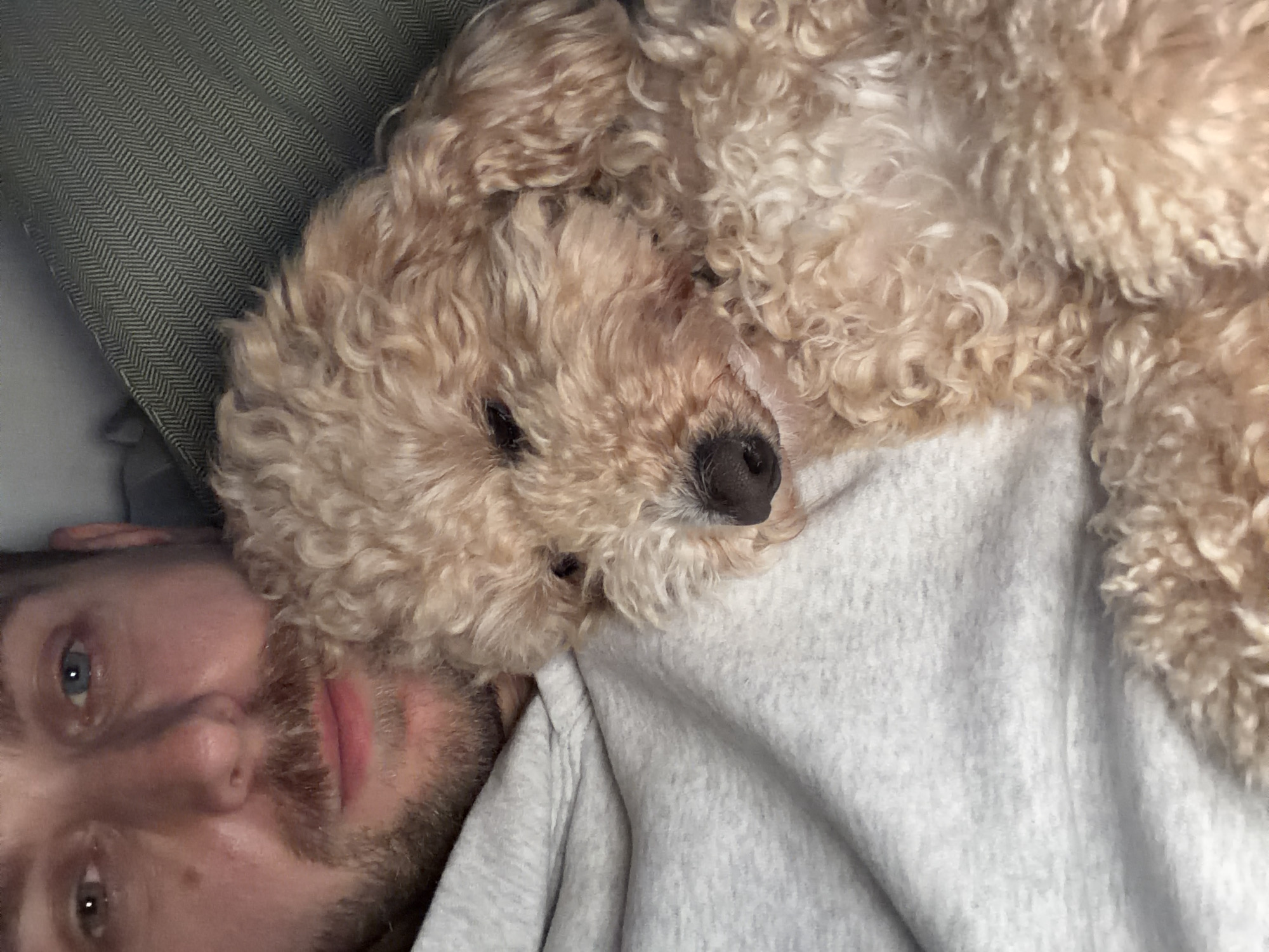 A close-up indoor shot shows a man lying on his back with a beige-colored poodle resting on his chest. The man's head is positioned on a gray herringbone-patterned pillow. He has fair skin, blue eyes, a light brown beard, and is wearing a light gray sweatshirt. The poodle has tightly curled fur and a black nose. The focus is sharp, revealing details in the fur and facial features of both the man and the dog. The background is slightly blurred. There is no indication of the city of London.