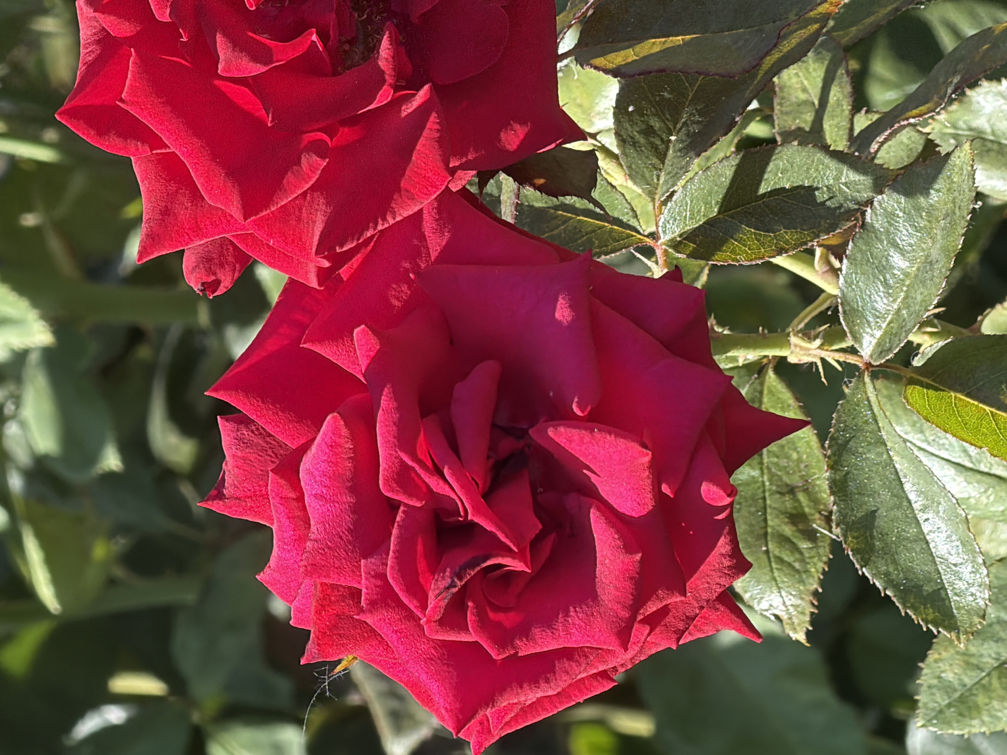 A close-up, eye-level shot captures two vibrant red roses blooming outdoors. The foreground is dominated by the intricate layers of petals of one rose, showcasing a deep magenta hue with subtle darker undertones and some imperfections. A fine spiderweb with a tiny speck, possibly an insect, is visible on the left side of this rose. Behind it, the edges of a second red rose are partially visible, appearing slightly darker and out of focus. The roses are set against a backdrop of lush green foliage, with sunlight creating dappled shadows and highlights on the leaves and petals. The scene suggests a garden or park setting, typical of urban green spaces within Rostov-on-Don, Russia. The image is sharp and clear, highlighting the textures of the rose petals and the vein patterns of the leaves.
