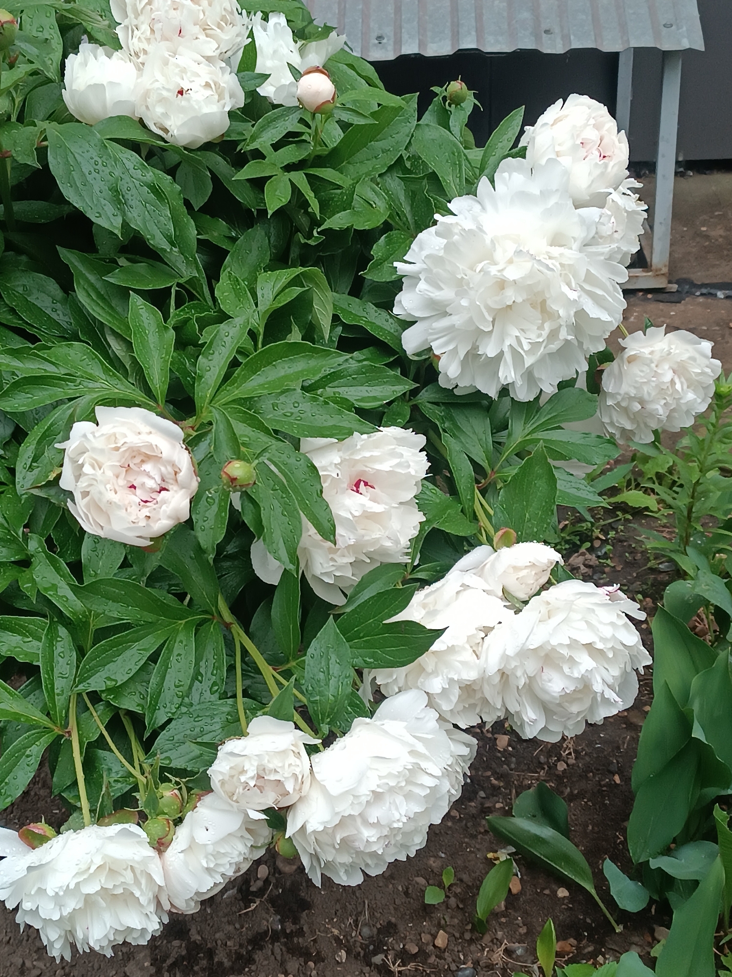 The image displays a vibrant bush of white peonies in an outdoor garden setting, likely in Chaikovsky, Russia. The dominant subjects are numerous fully bloomed white peonies and several smaller, unopened buds, some with a faint pink hue visible on their inner petals. The flowers are lush and full-petaled.
The green leaves of the peony plant are prominently featured, many adorned with small water droplets, indicating recent rain or heavy dew. The ground beneath the flowers is visible, consisting of dark soil mixed with some small stones and a few sparse green plants.
In the upper right background, part of a corrugated metal structure, possibly a roof or wall of a shed, is visible, along with some upright wooden or metal supports. The overall lighting suggests it is daytime, and the water droplets strongly indicate that the weather has recently been wet or misty. No people or visible text are present in the image. The scene conveys a sense of natural beauty and freshness.