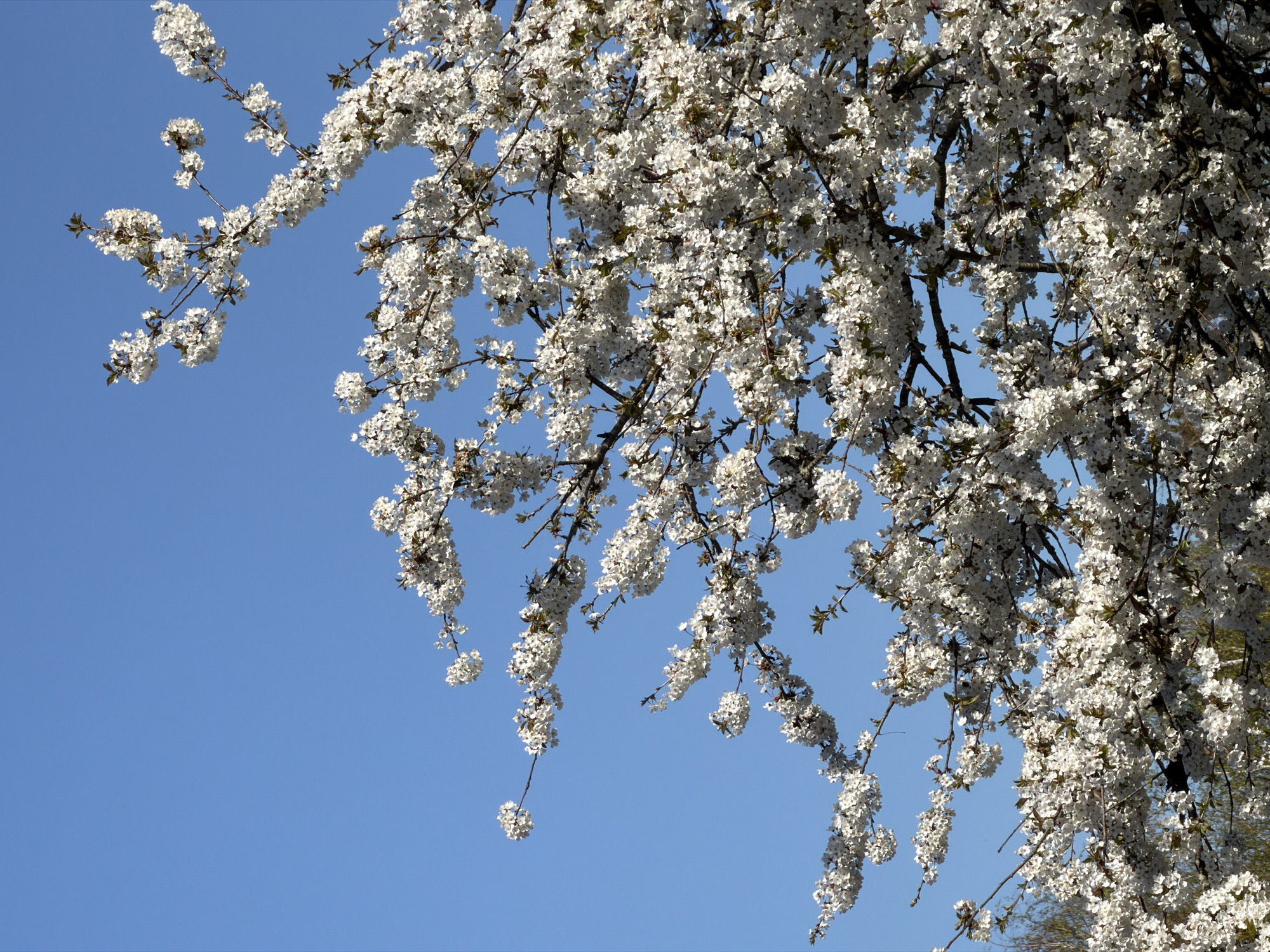 The image shows a tree in full bloom with white flowers against a clear blue sky. The branches with the blooms extend from the upper right corner of the frame downwards and to the left. Some branches appear sparse with individual clusters of flowers, while others are heavily laden, almost obscuring the branches themselves. The location of the scene is not discernable in the image.