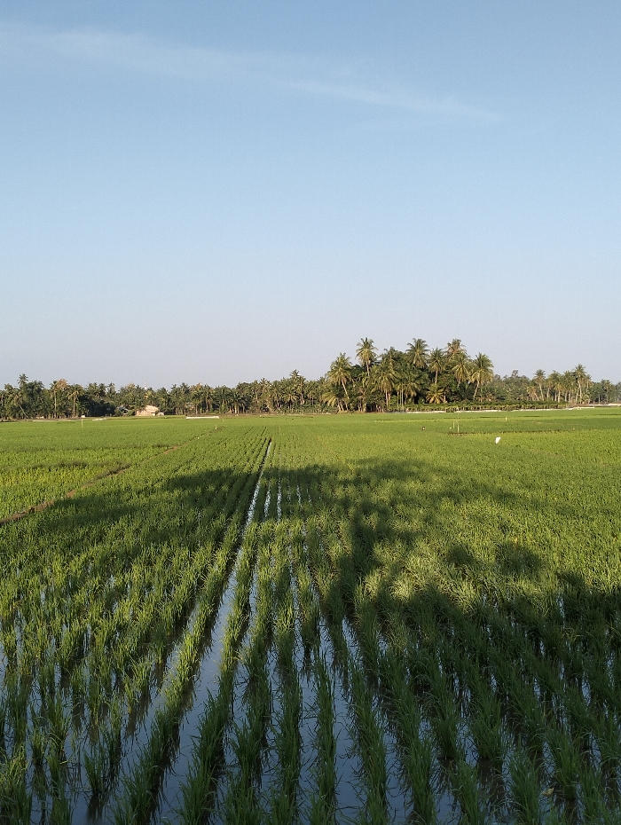A vibrant green rice paddy under a clear blue sky fills the scene. Young rice plants stand in rows, partially submerged in water. Palm trees line the horizon, their shadows stretching across the field. The angle suggests a slightly elevated perspective, showcasing the expanse of the agricultural landscape. A few structures are visible amongst the distant trees.