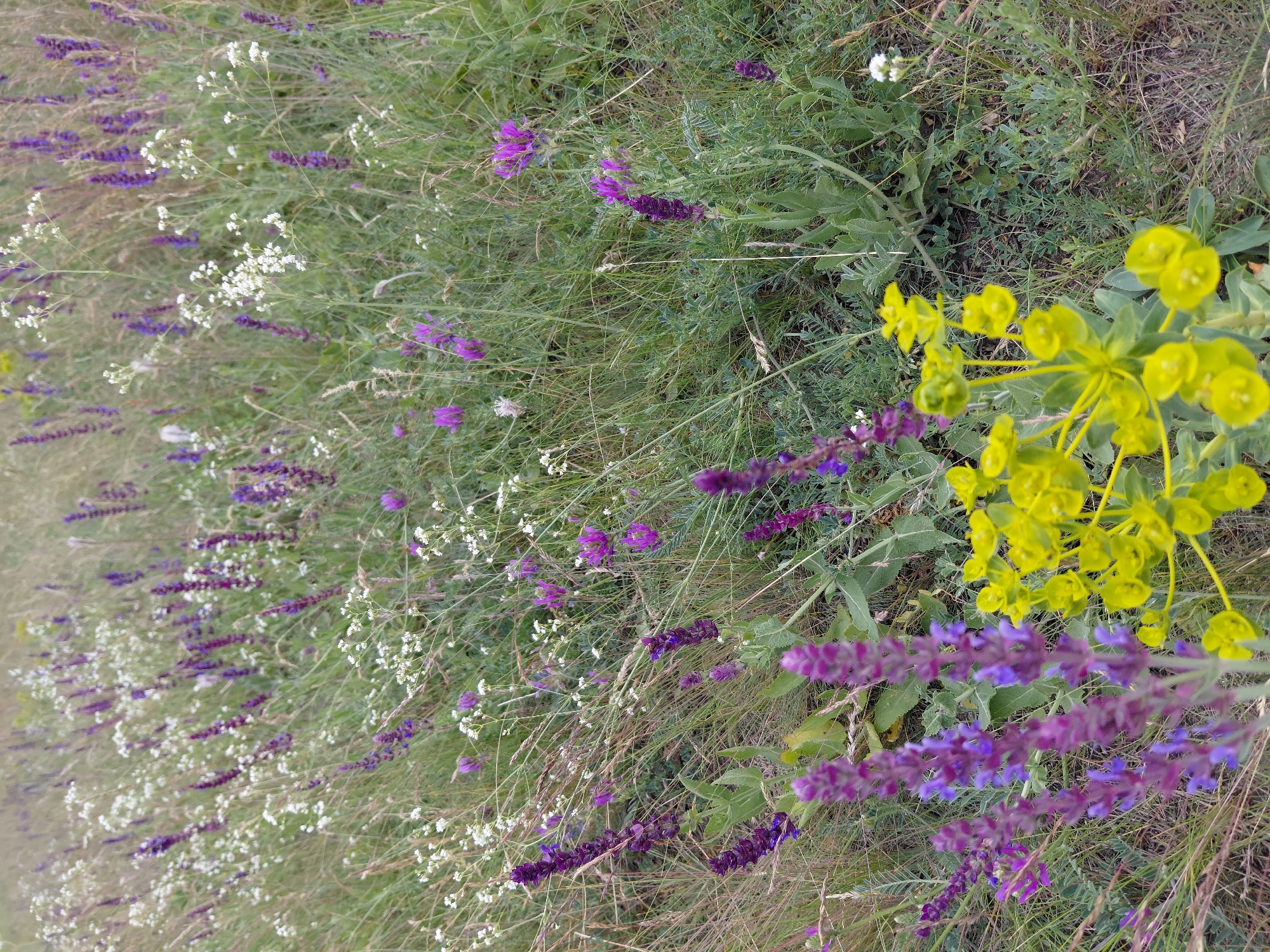 The image depicts a close-up, vertical, eye-level view of a meadow in Ustyvytsia, Ukraine, filled with a variety of wildflowers. The foreground is dominated by bright yellow clusters of flowers with green foliage, and to the left, spikes of purple flowers with delicate blue accents are visible. The background is a dense tapestry of green grasses and numerous small purple and white wildflowers, interspersed with dried stalks of grass. The overall impression is one of a natural, untamed landscape, possibly a field or roadside. There are no people or man-made structures visible in the image.