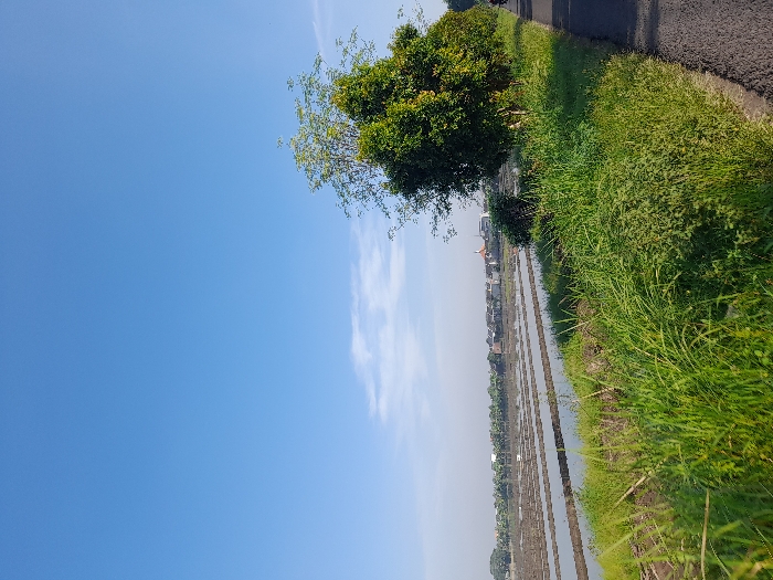A vibrant landscape features a bright blue sky with wispy clouds. Lush green vegetation borders a dark asphalt road. Rice paddies stretch out, revealing a mirrored reflection of the sky. In the distance, rooftops suggest a small settlement. A single tree with dark green foliage stands near the road, adding depth and texture to the scene. The image suggests a peaceful rural environment.