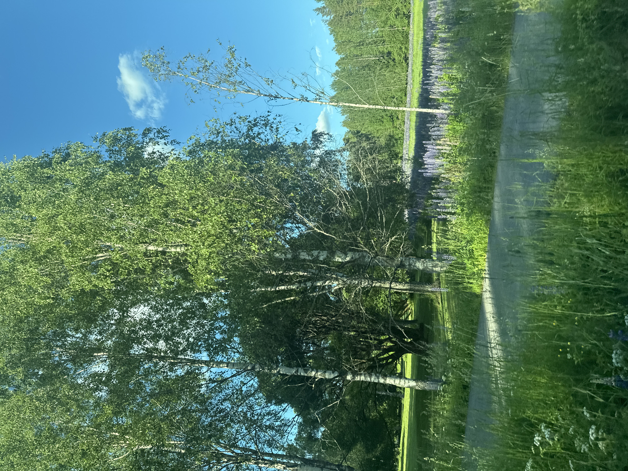 In an outdoor natural setting, a field of purple lupine flowers stretches across the middle ground, bordered by a dense forest of green trees in the background. In the foreground, lush green grass grows tall and wild, with a light gray path cutting through it. Several tall birch trees with white bark stand prominently in the left and center of the frame, their green leaves illuminated by bright sunlight. The sky above is a vibrant, clear blue with a few wispy white clouds. The scene appears to be a peaceful, sunlit day in a rural or park-like environment.