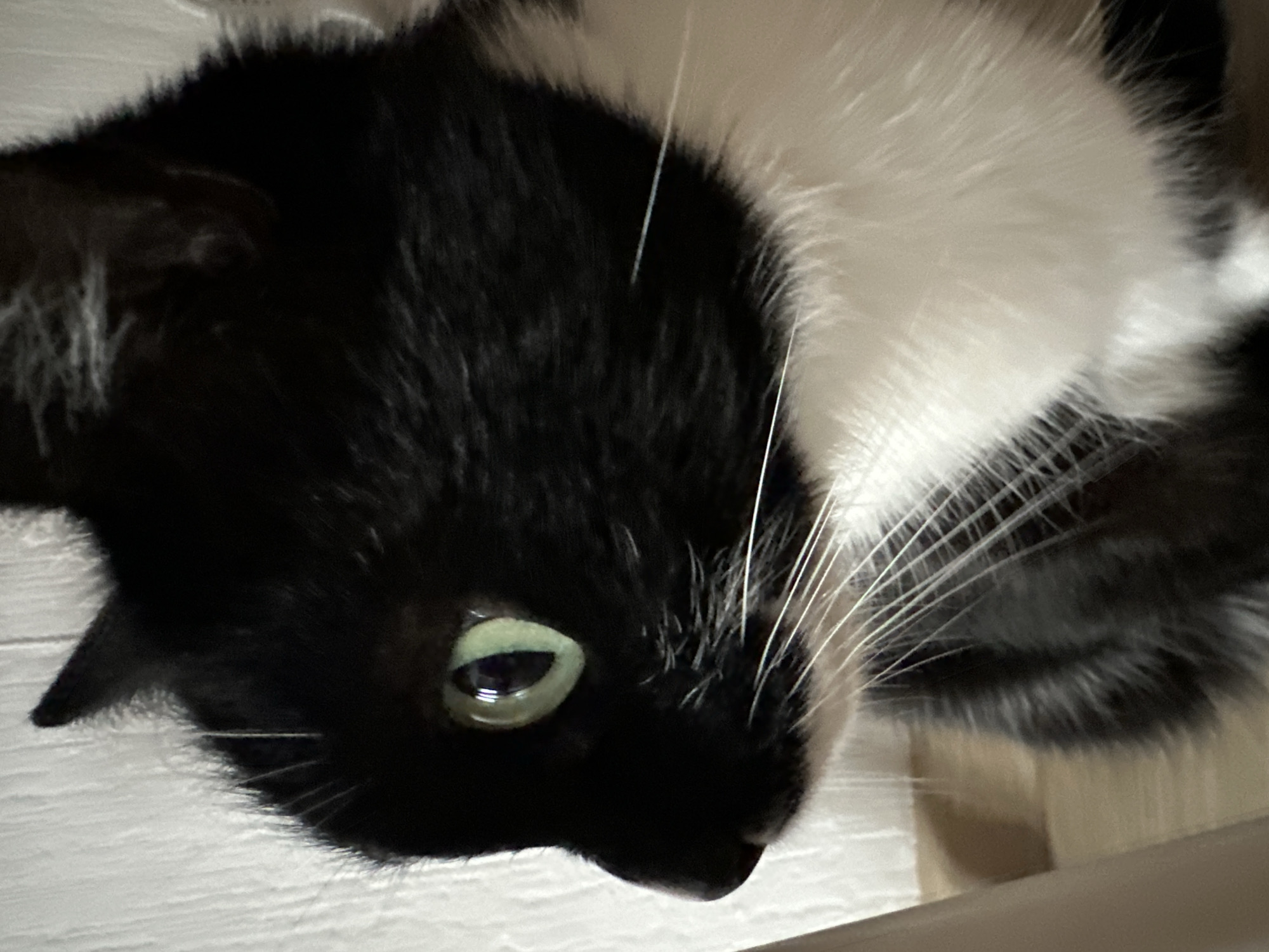 A close-up shot of a black and white cat's face. The cat's head is tilted, with the black fur concentrated on the left side of the frame and the white fur on the right. One green eye is visible and focused, with a reflection in the pupil. Several white whiskers extend from the cat's snout. The background is a light, textured surface, possibly a wall or piece of furniture.