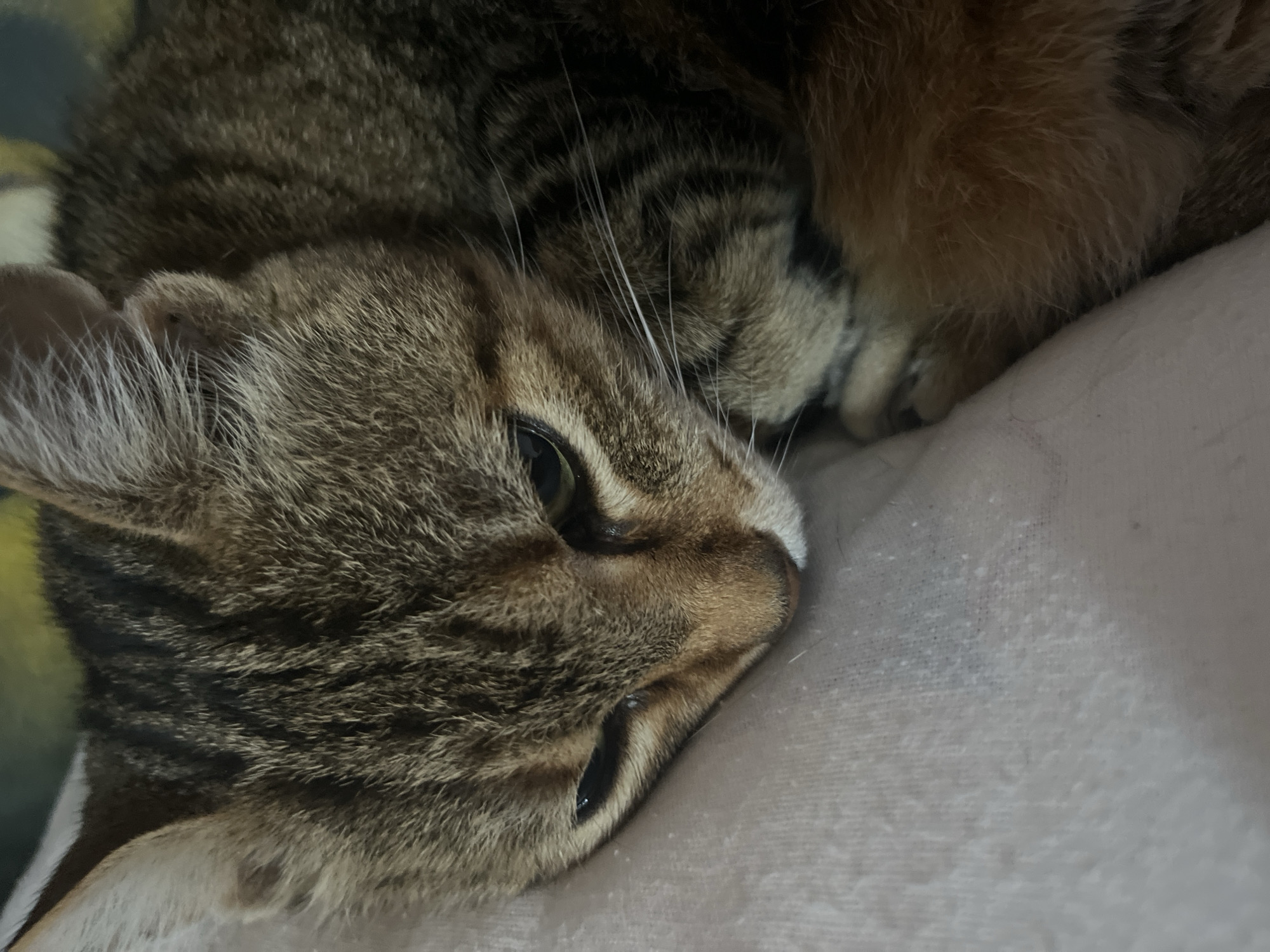 A close-up, eye-level, full shot shows a tabby cat resting on a pinkish fabric surface in what appears to be a domestic setting. The cat's face is the primary focus, with its head tilted downwards and its eyes partially closed, suggesting it is relaxed or sleeping. Its fur exhibits a pattern of brown and black stripes, characteristic of a tabby. The cat's whiskers are prominent and white. The background is slightly blurred, with hints of green and yellow, possibly indicating ambient lighting or other soft furnishings. No specific landmarks in the city of Ruse, Bulgaria are visible.