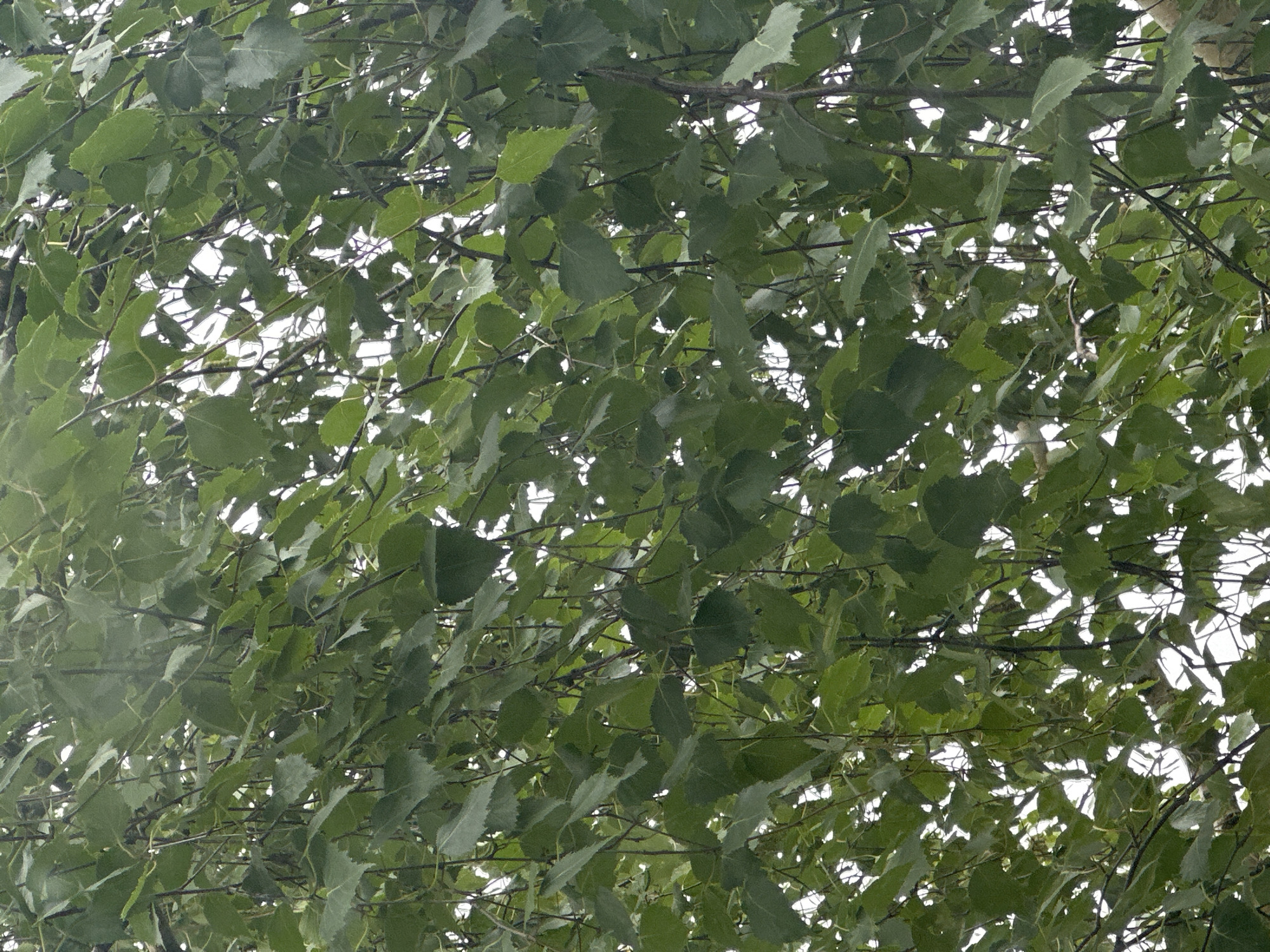 The image shows a dense canopy of green leaves from a tree, likely a birch tree, against a bright, overcast sky. The leaves are varied in size and shape, with many appearing slightly serrated or pointed. Thin, dark branches are visible interspersed with the foliage, creating a layered effect. There are no people, animals, or man-made objects clearly discernible within the frame. The overall impression is one of natural foliage viewed from below, looking upwards through the branches. The location is noted as Plesetsk, Russia, implying this is an outdoor scene in that region.